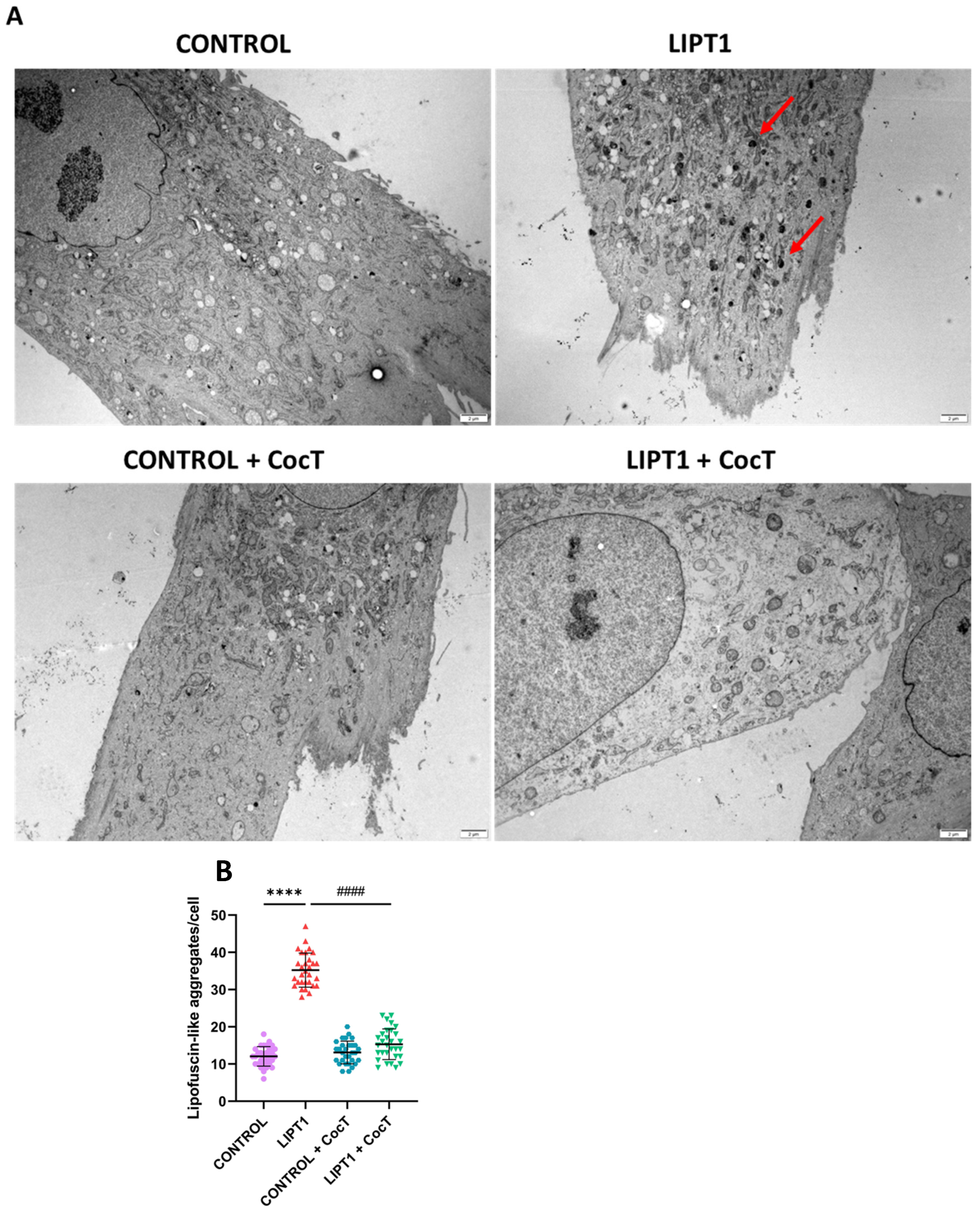Antioxidants 13 01023 g007