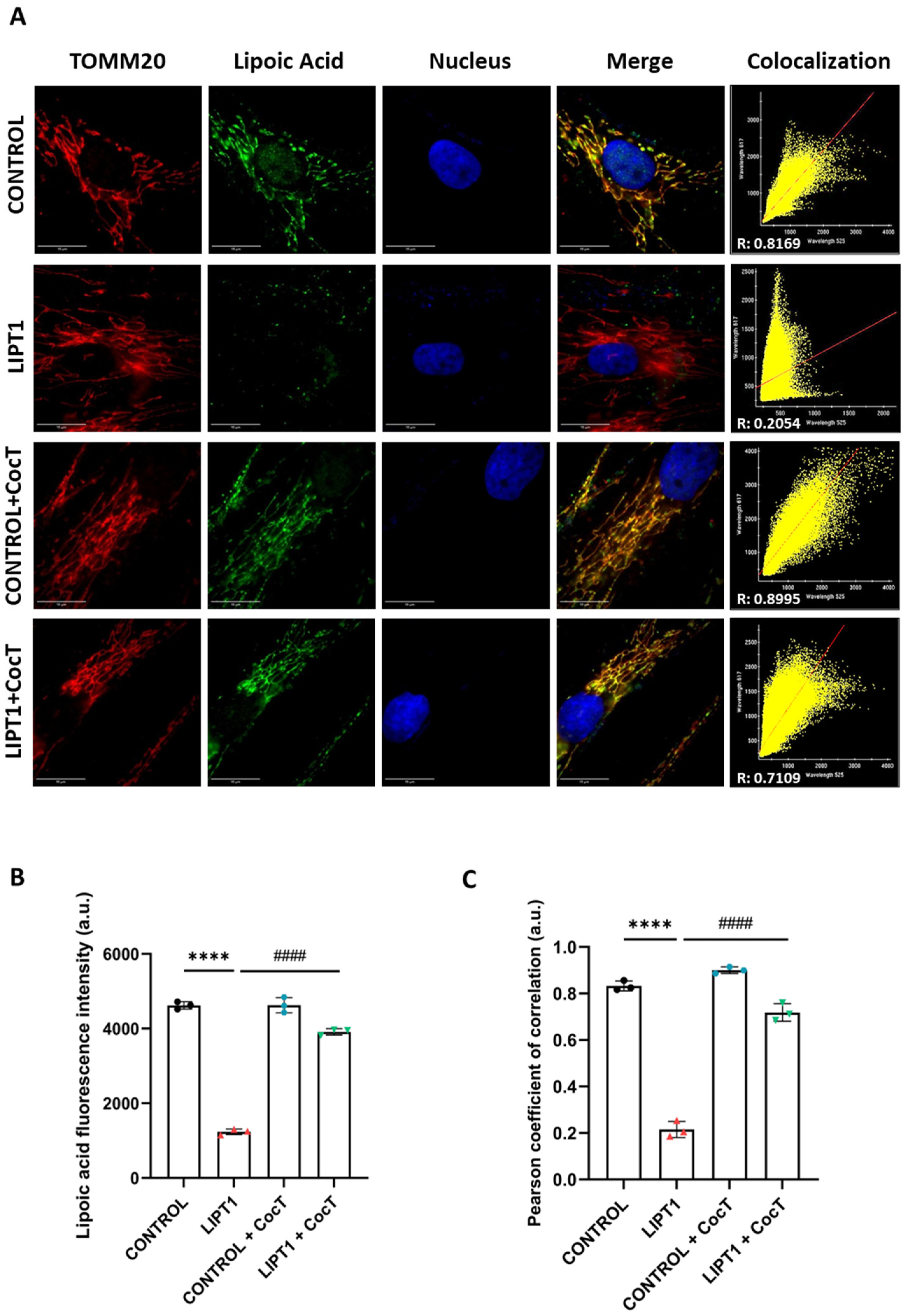 Antioxidants 13 01023 g008