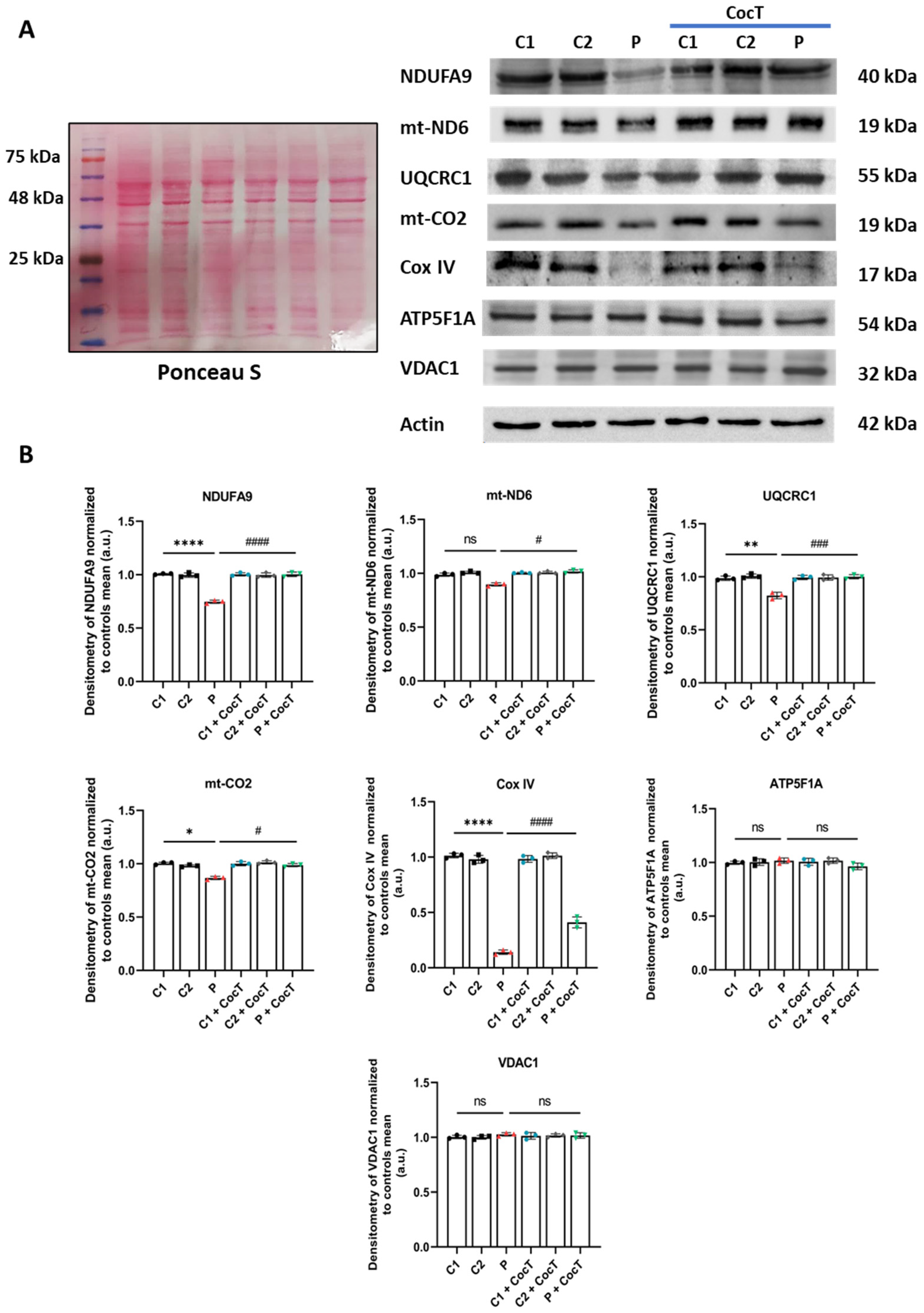 Antioxidants 13 01023 g009