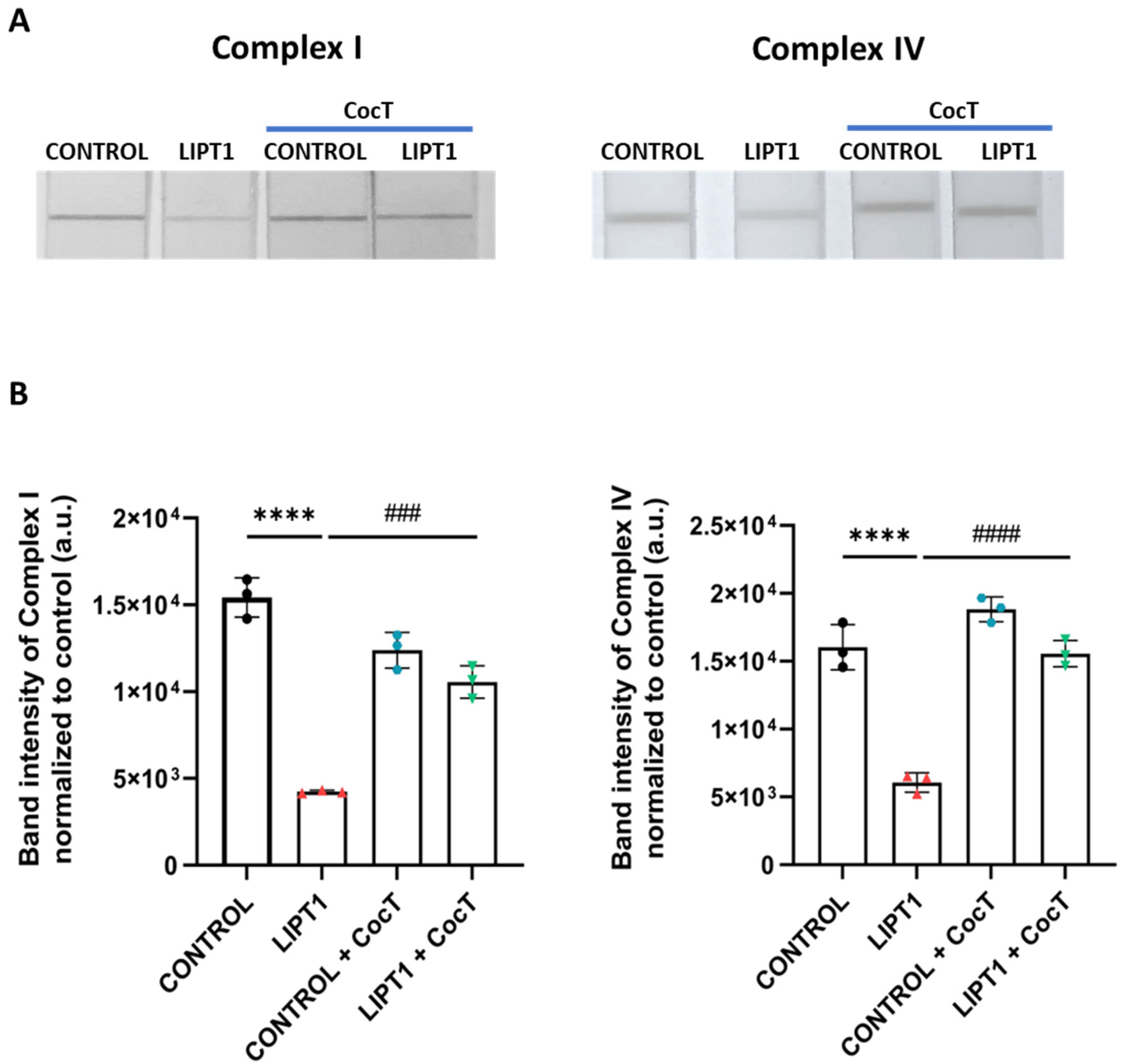 Antioxidants 13 01023 g011
