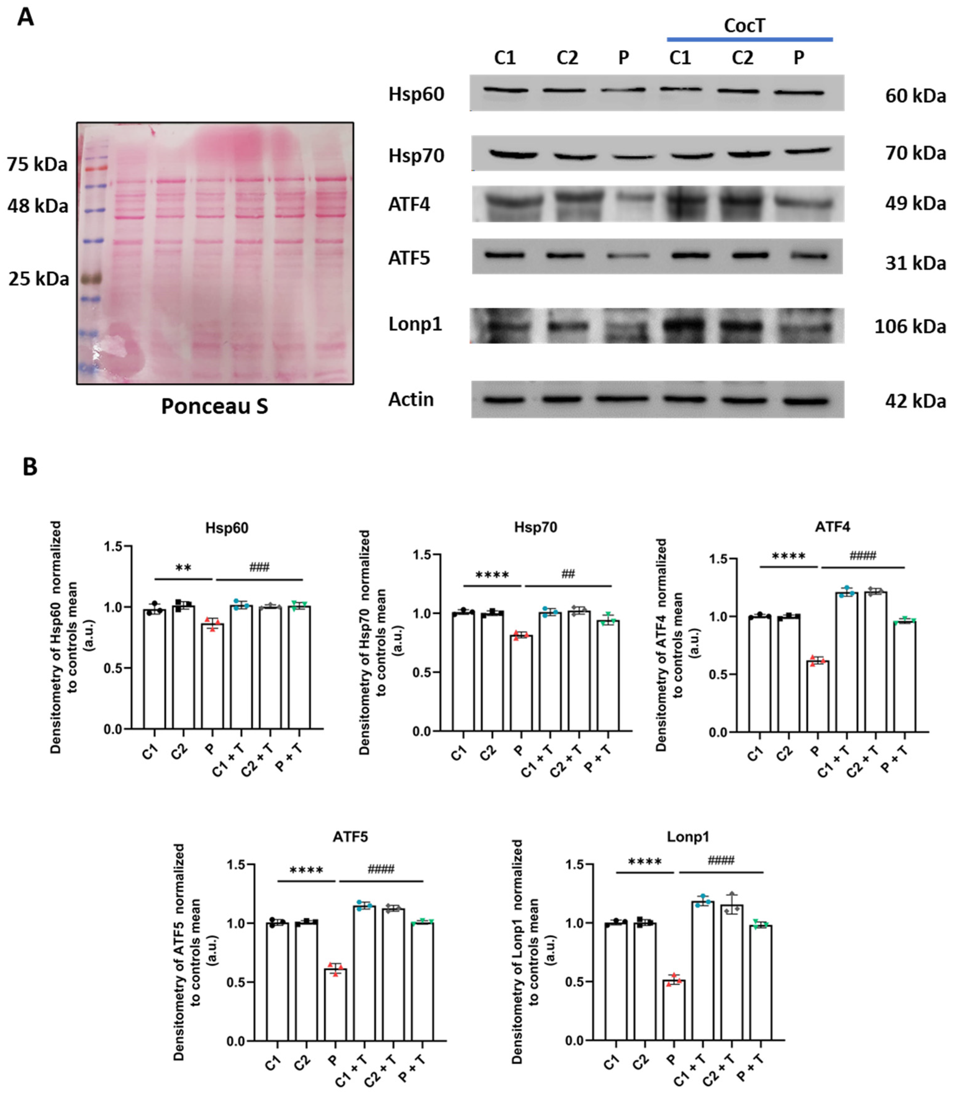 Antioxidants 13 01023 g012
