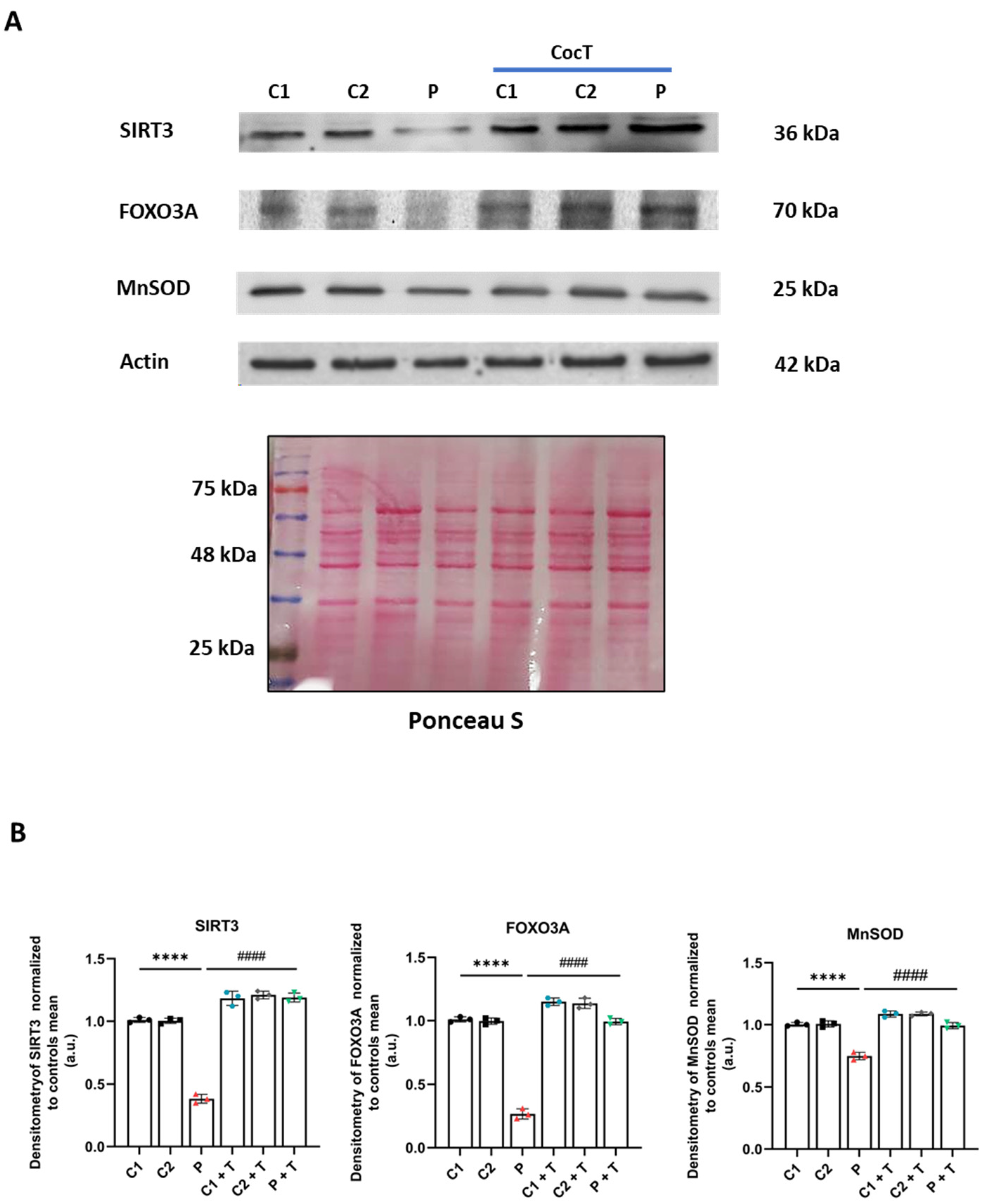 Antioxidants 13 01023 g013