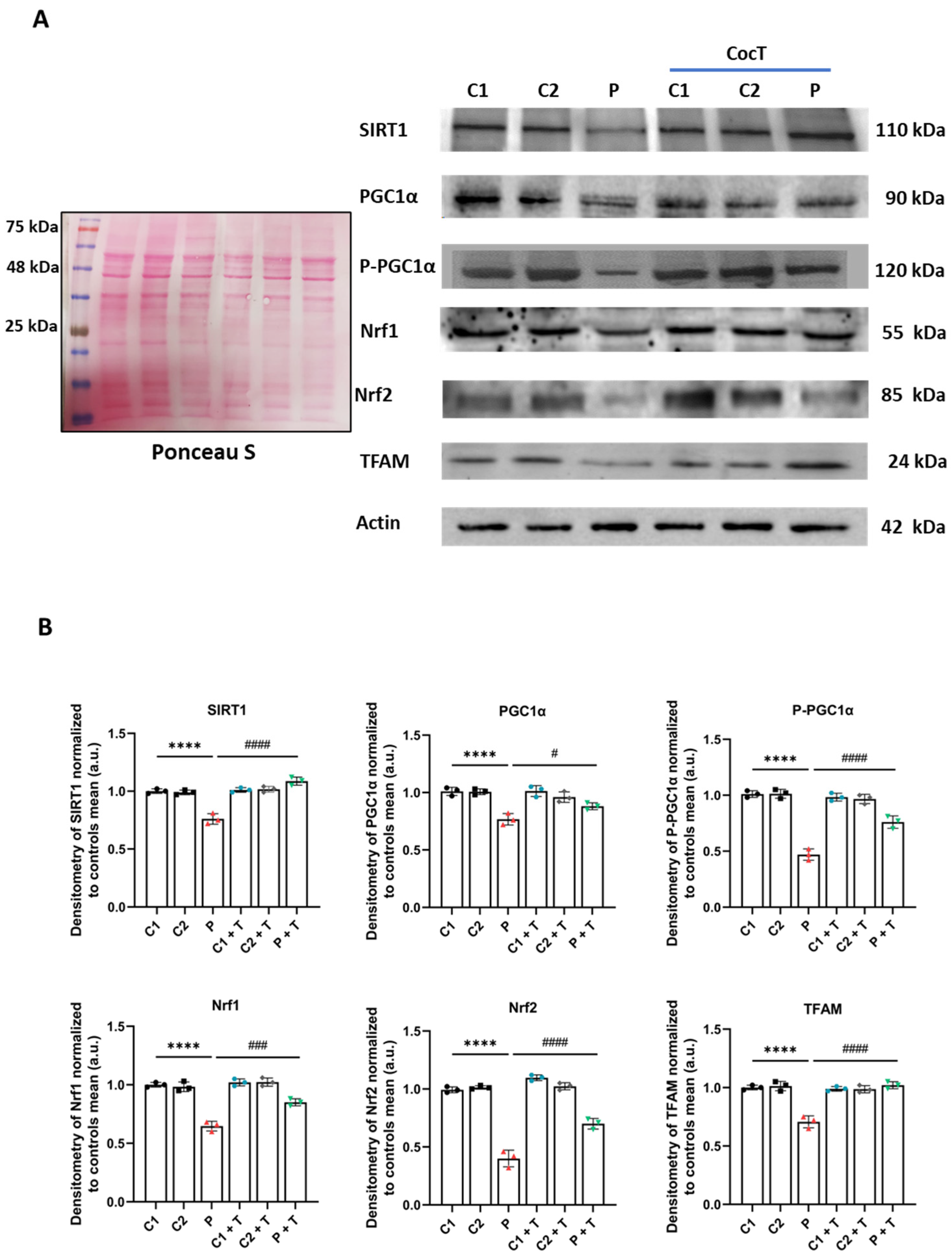 Antioxidants 13 01023 g014