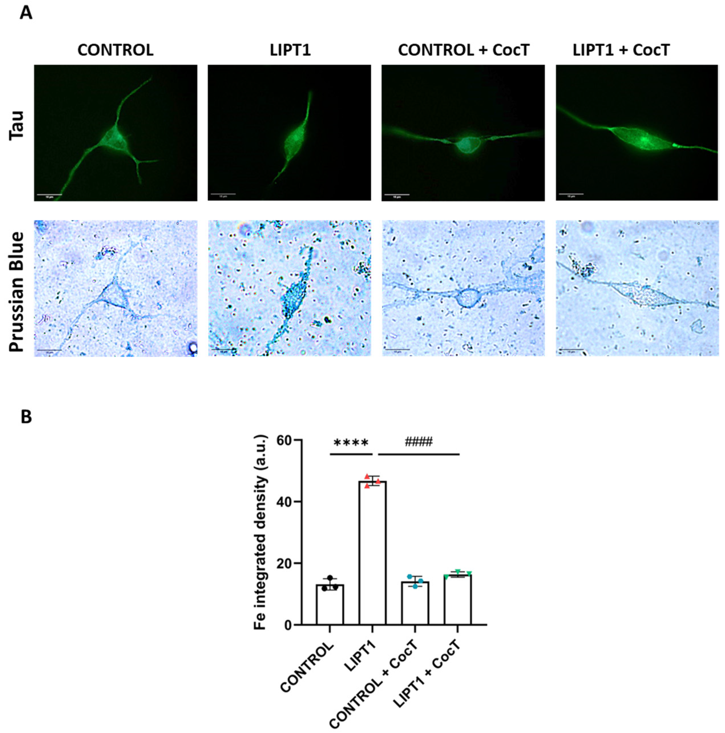Antioxidants 13 01023 g017