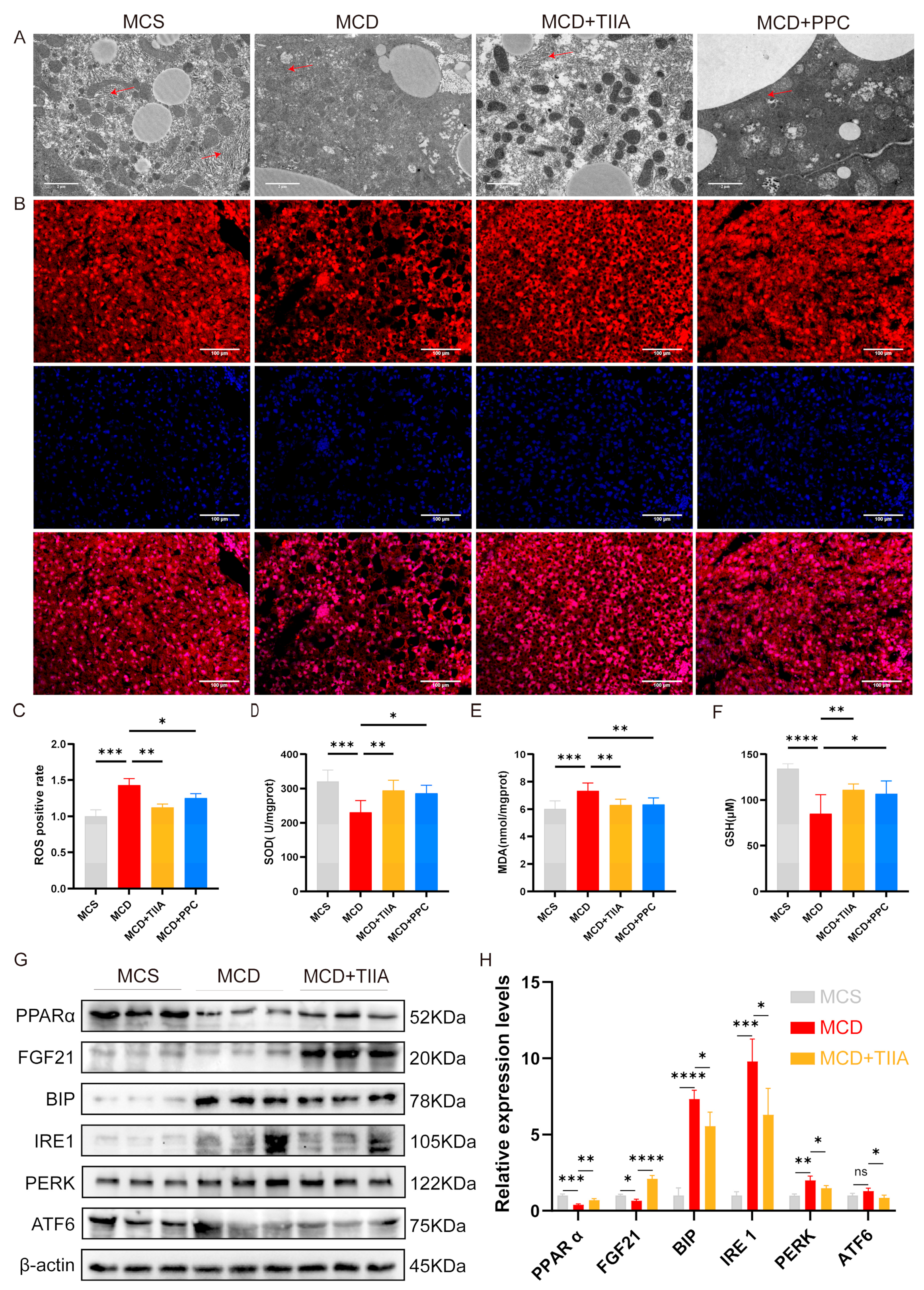 Antioxidants 13 01026 g005