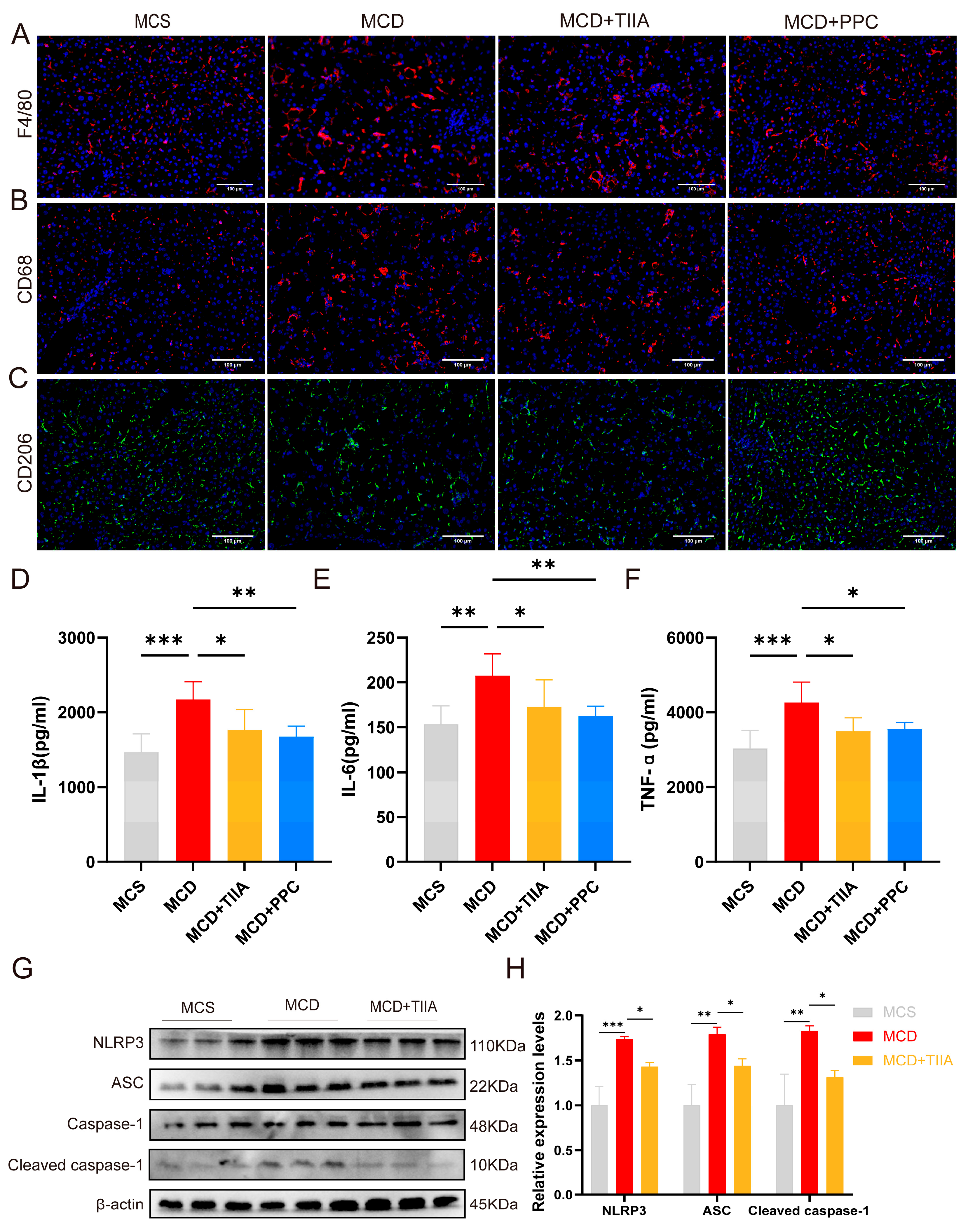 Antioxidants 13 01026 g006