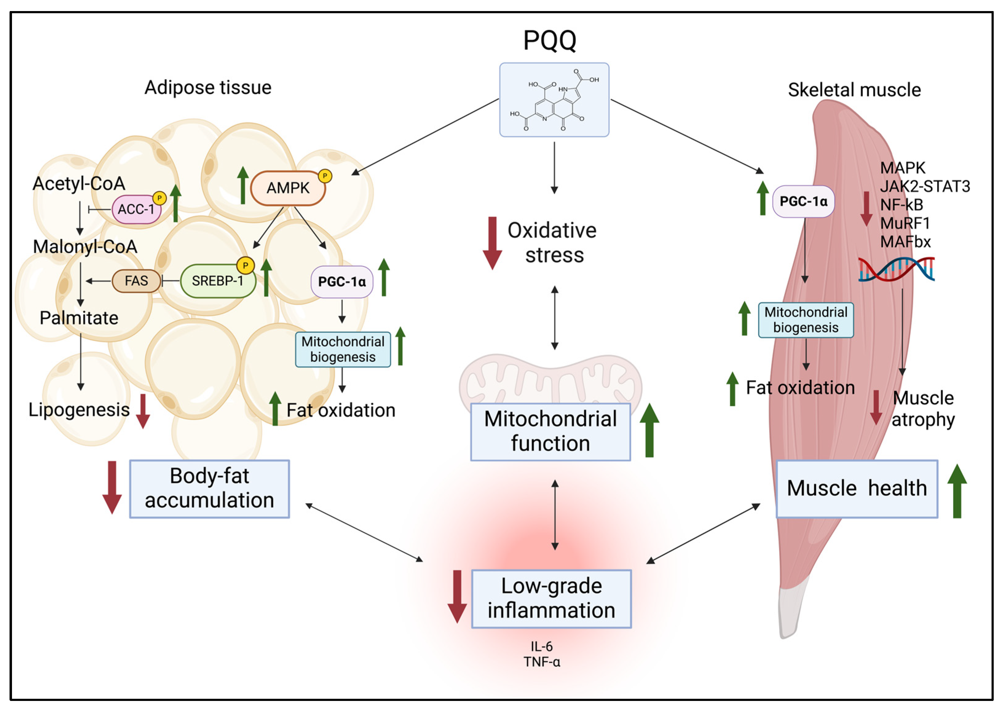 Antioxidants 13 01027 g003