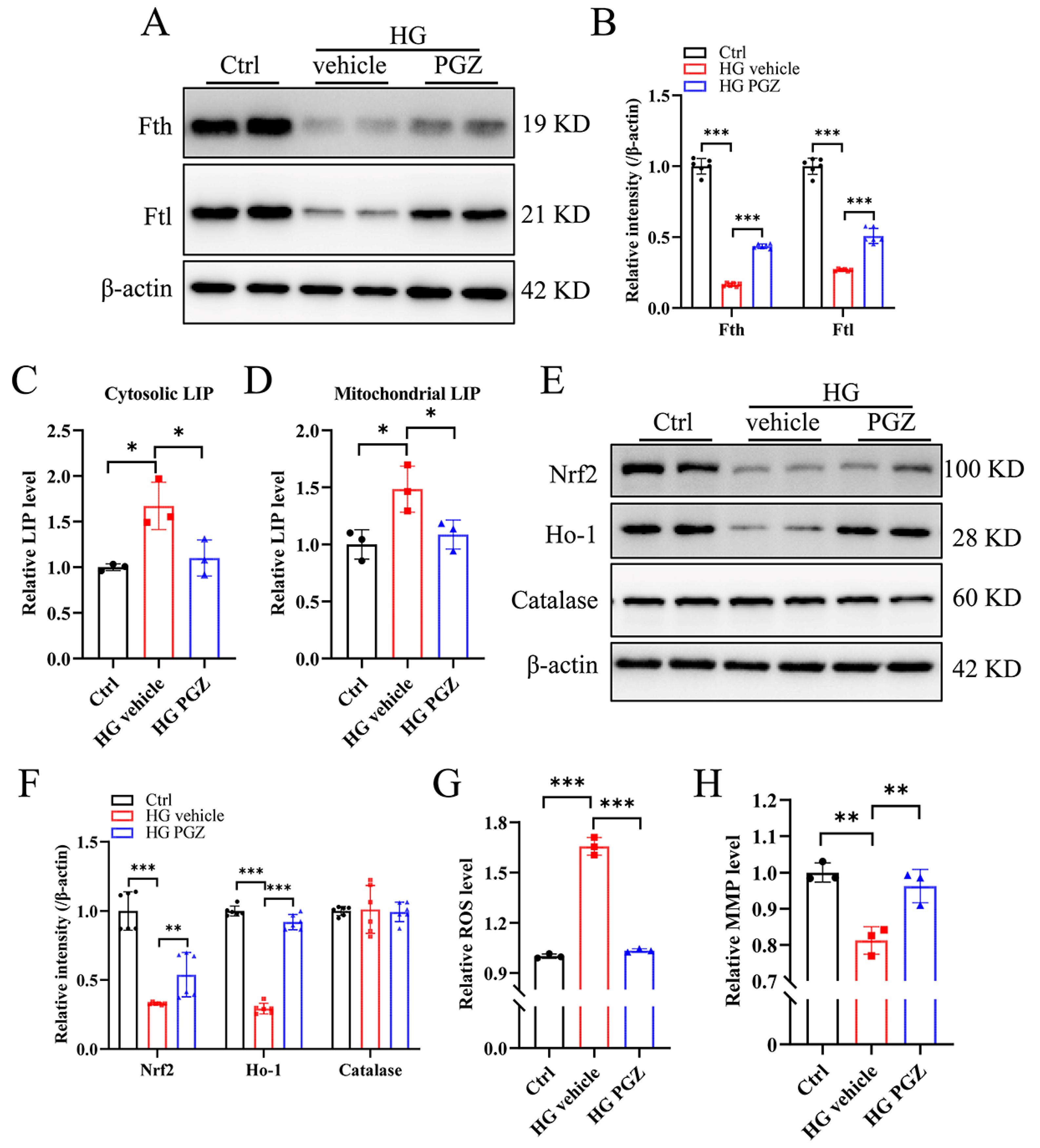 Antioxidants 13 01036 g004