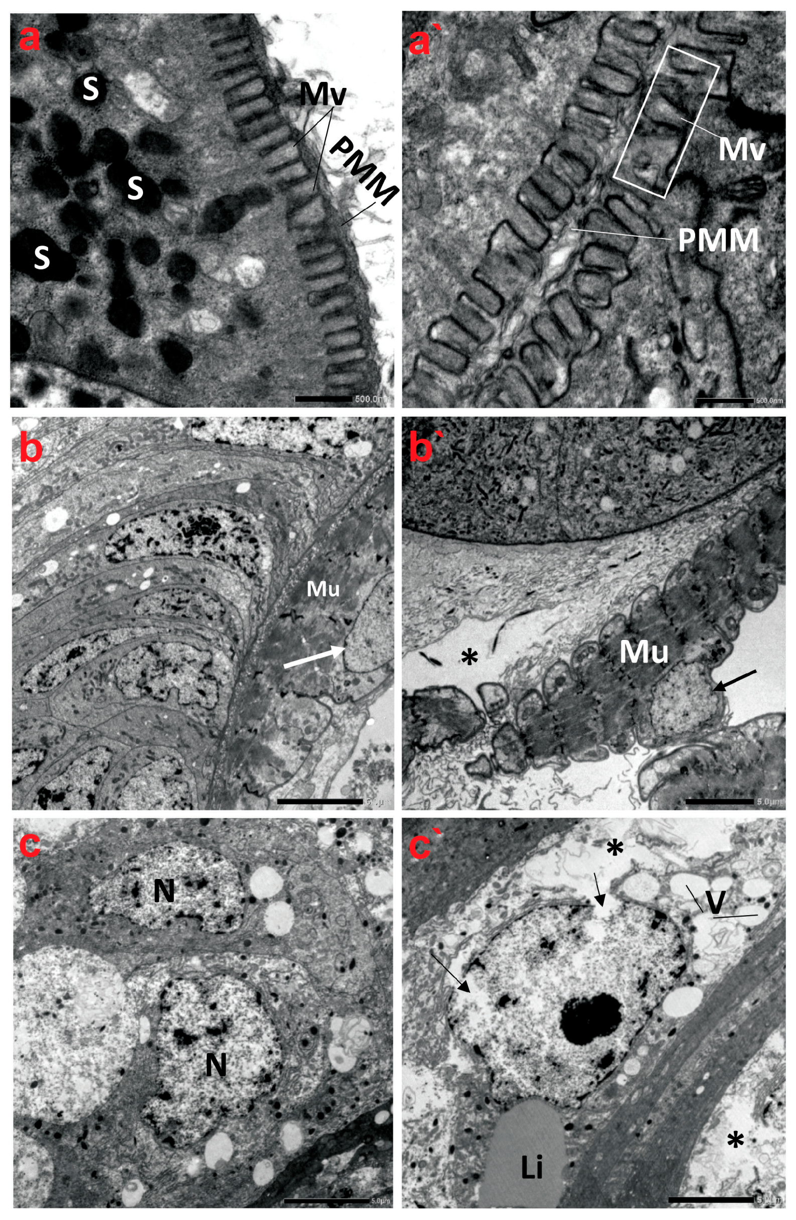 Antioxidants 13 01039 g005