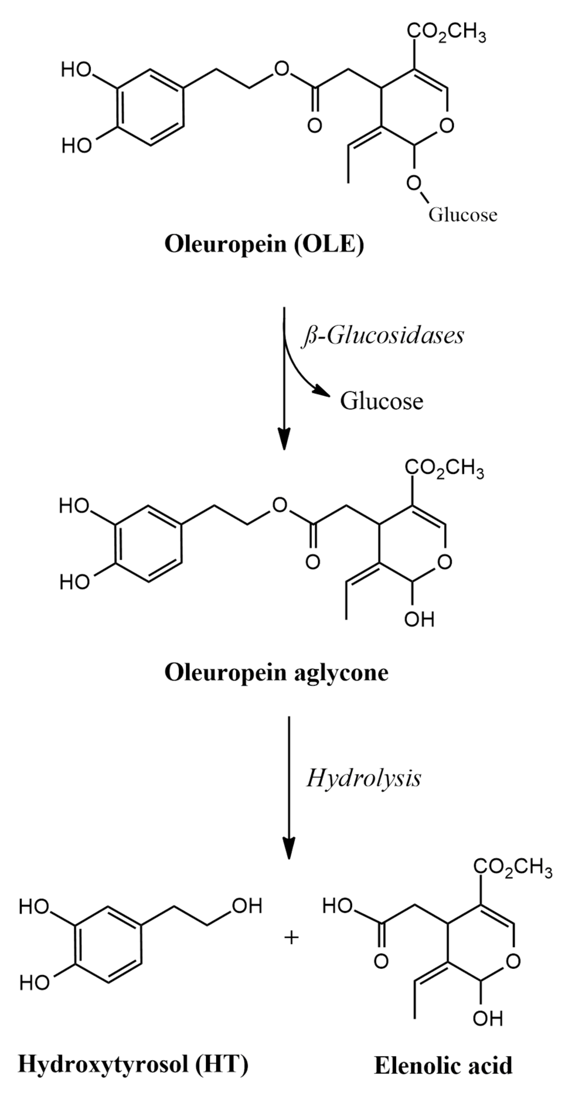 Antioxidants 13 01040 g001