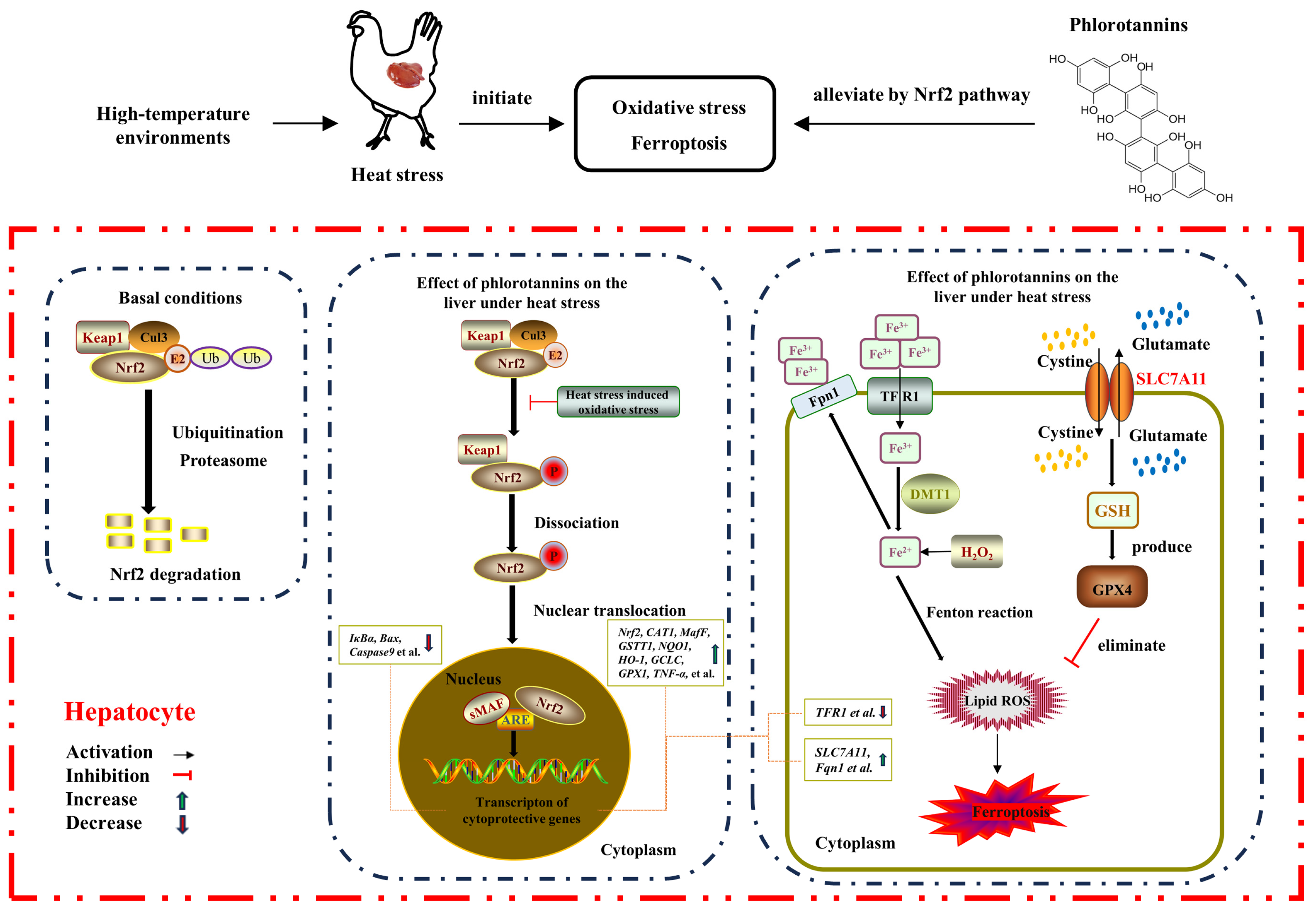Antioxidants 13 01048 g007