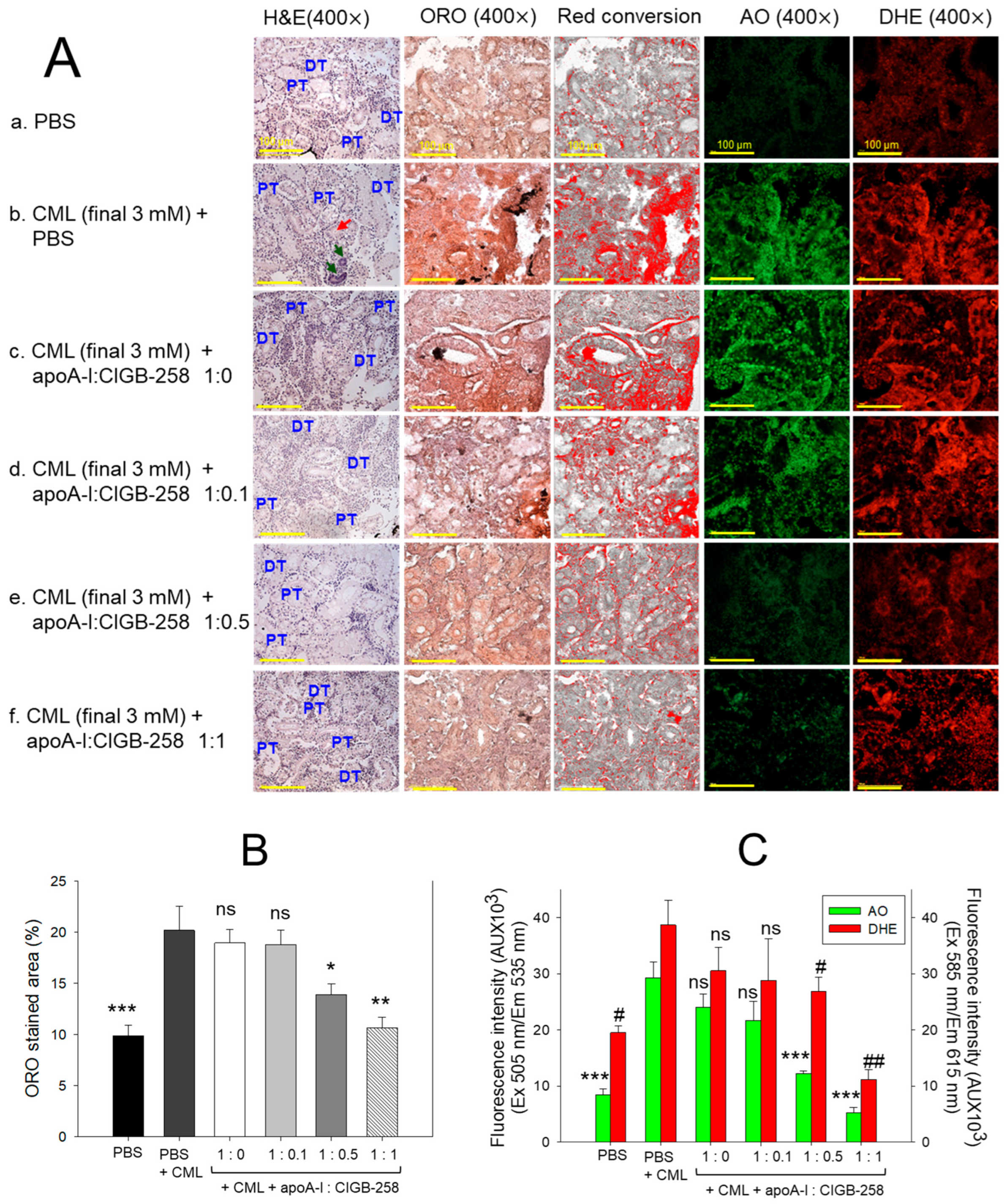 Antioxidants 13 01049 g012