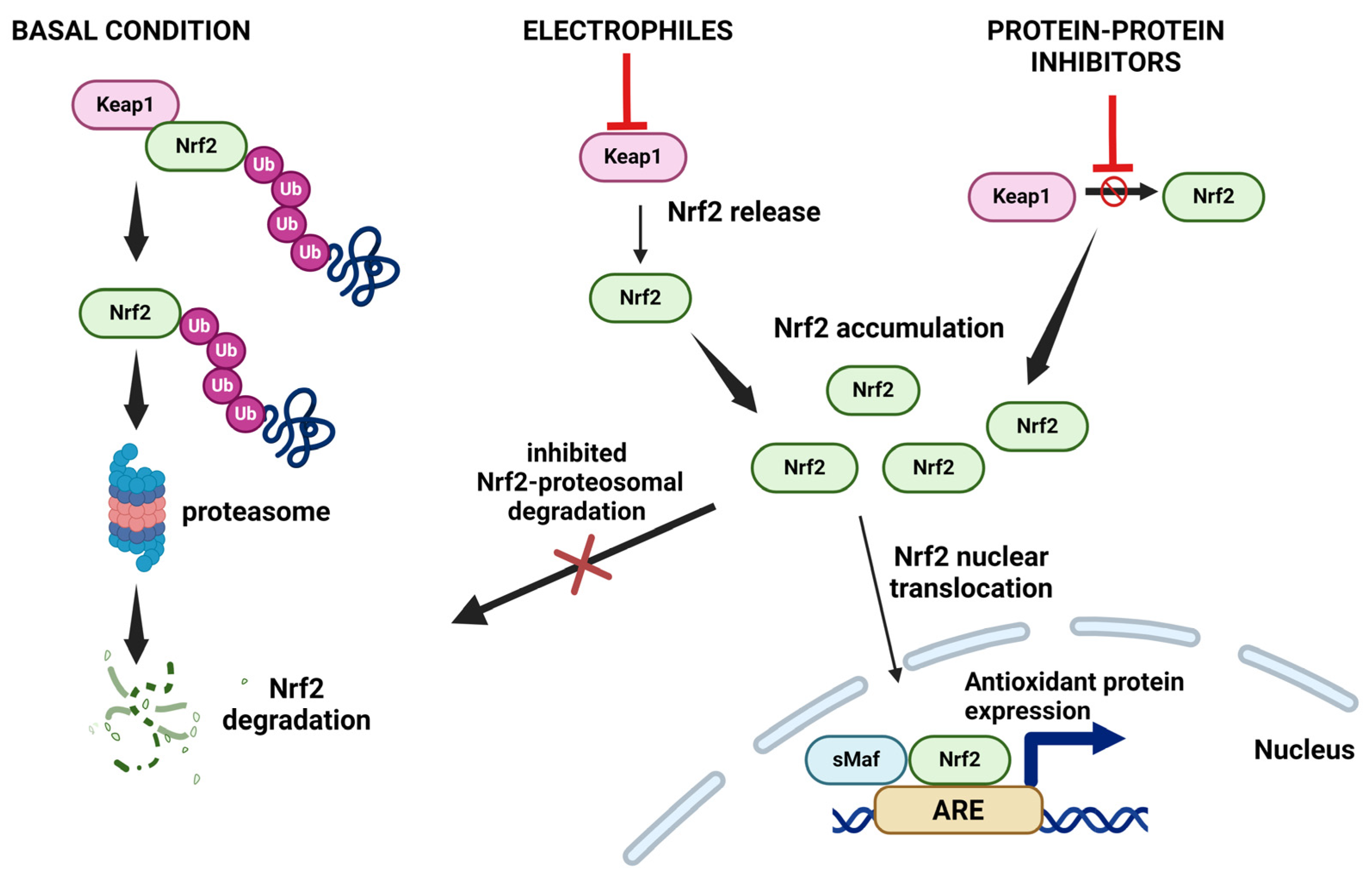 Antioxidants 13 01058 g002
