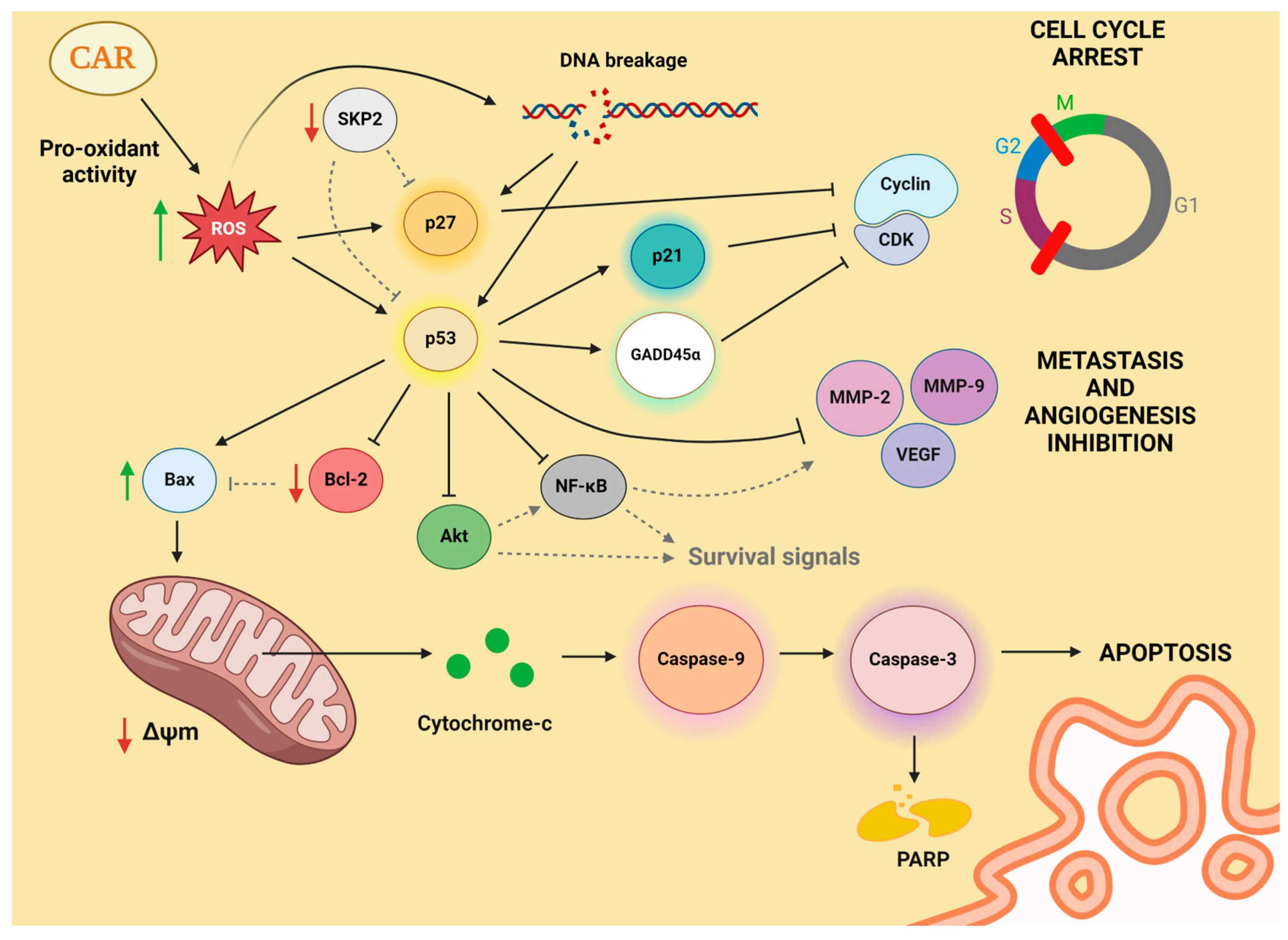 Antioxidants 13 01060 g004