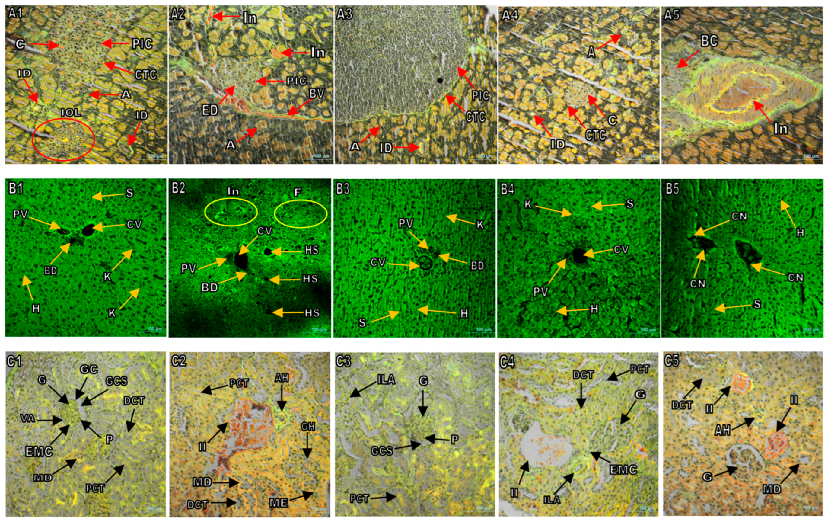 Antioxidants 13 01064 g007a