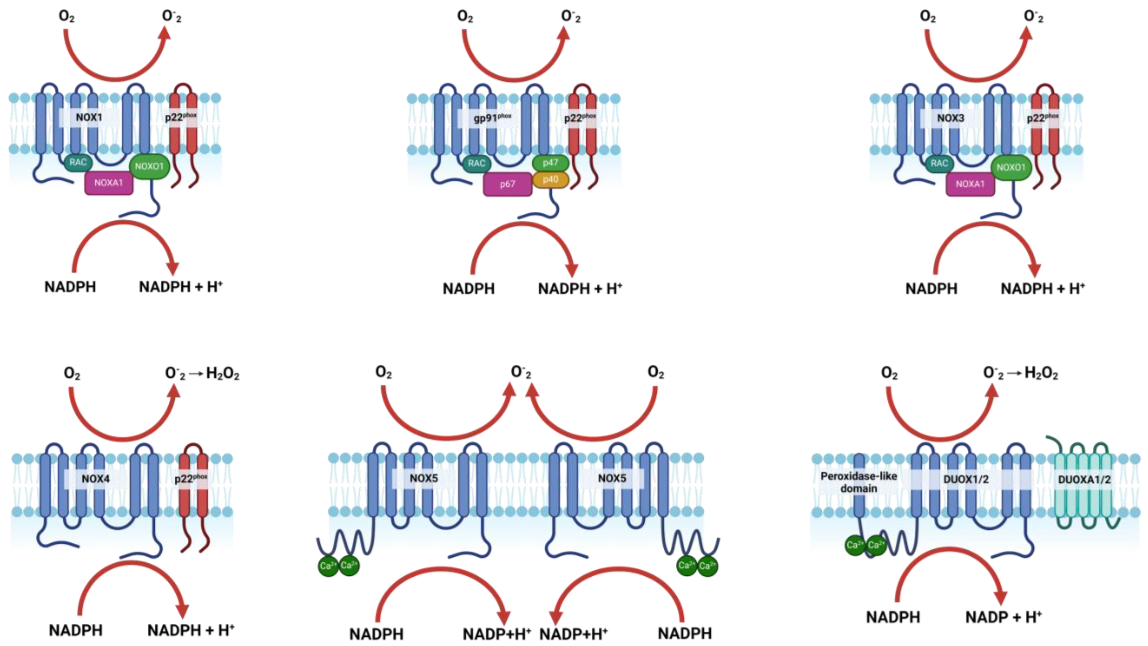 Antioxidants 13 01065 g001