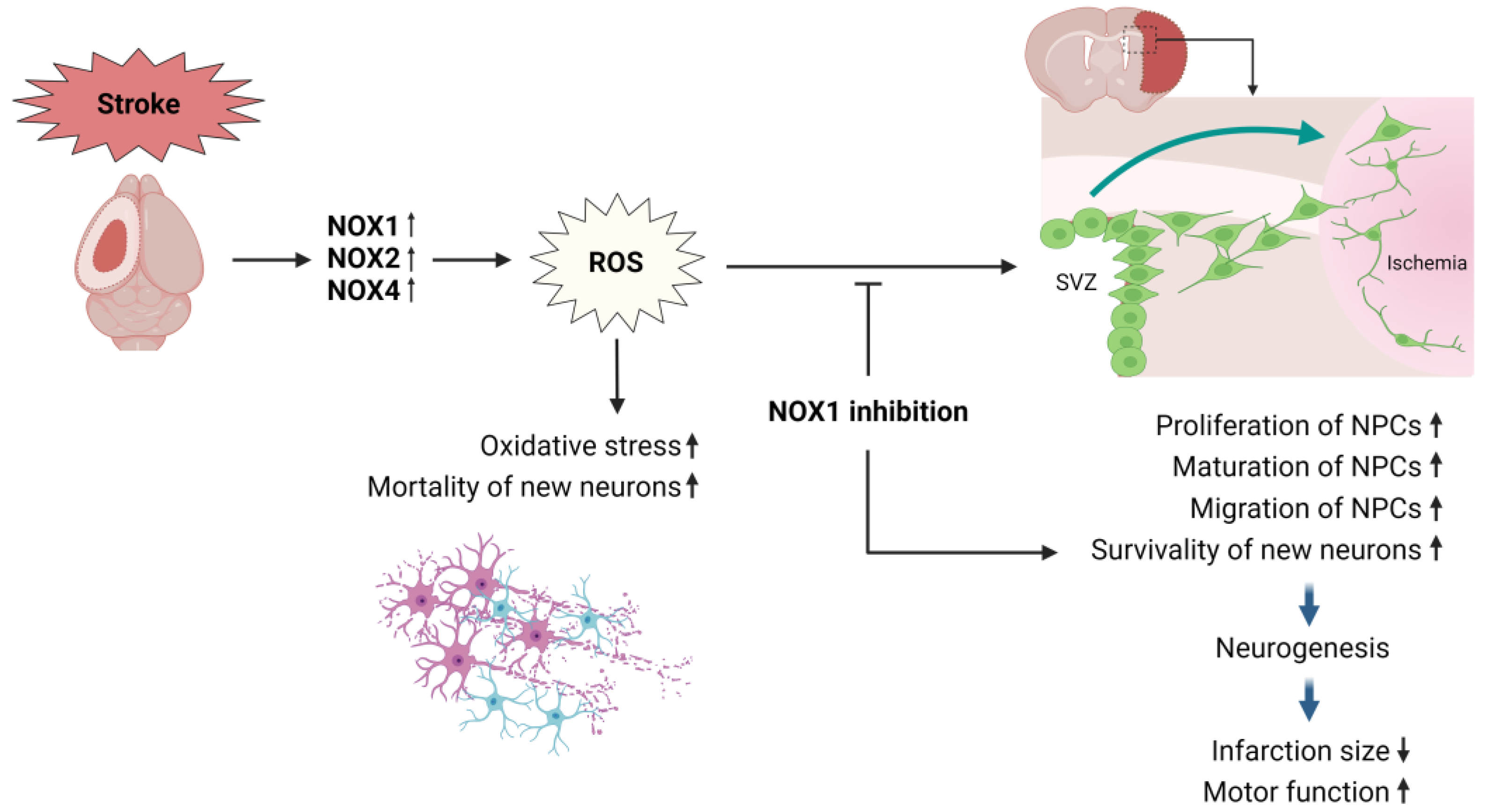 Antioxidants 13 01065 g003
