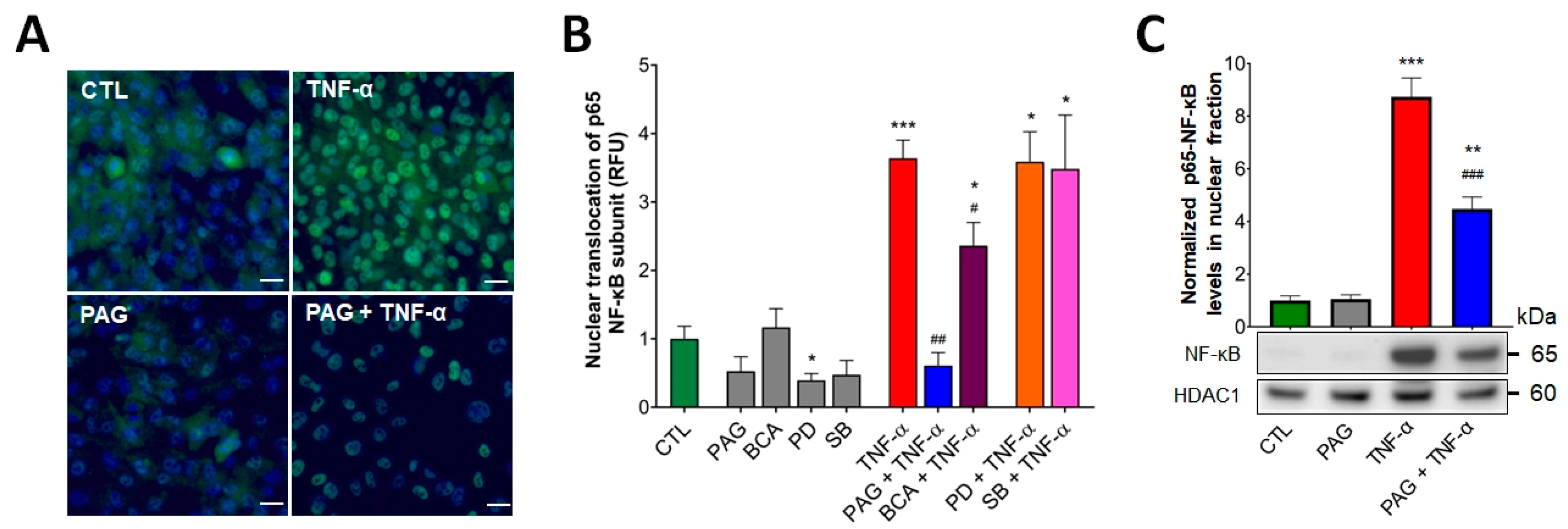 Antioxidants 13 01067 g003