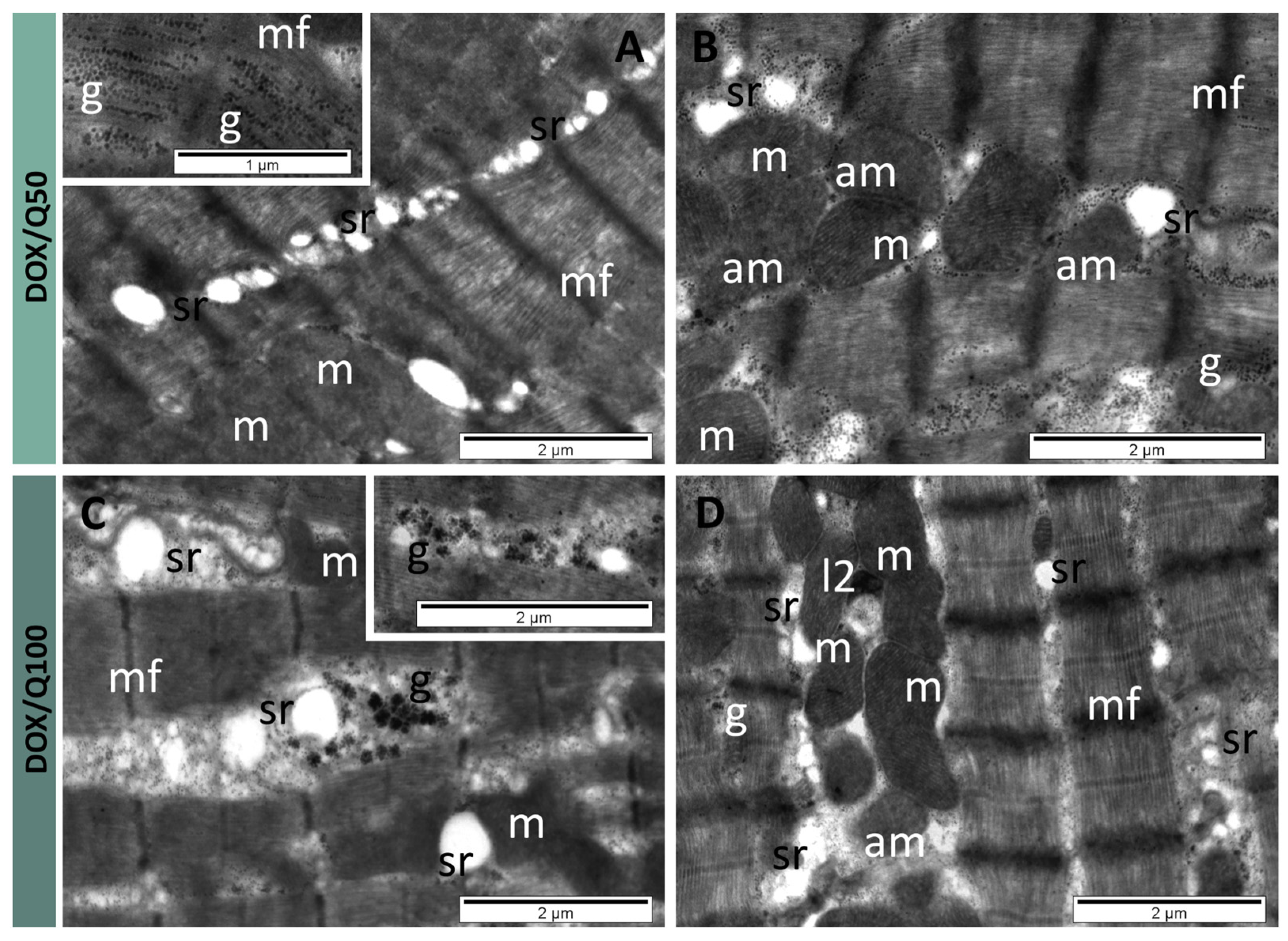 Antioxidants 13 01068 g006