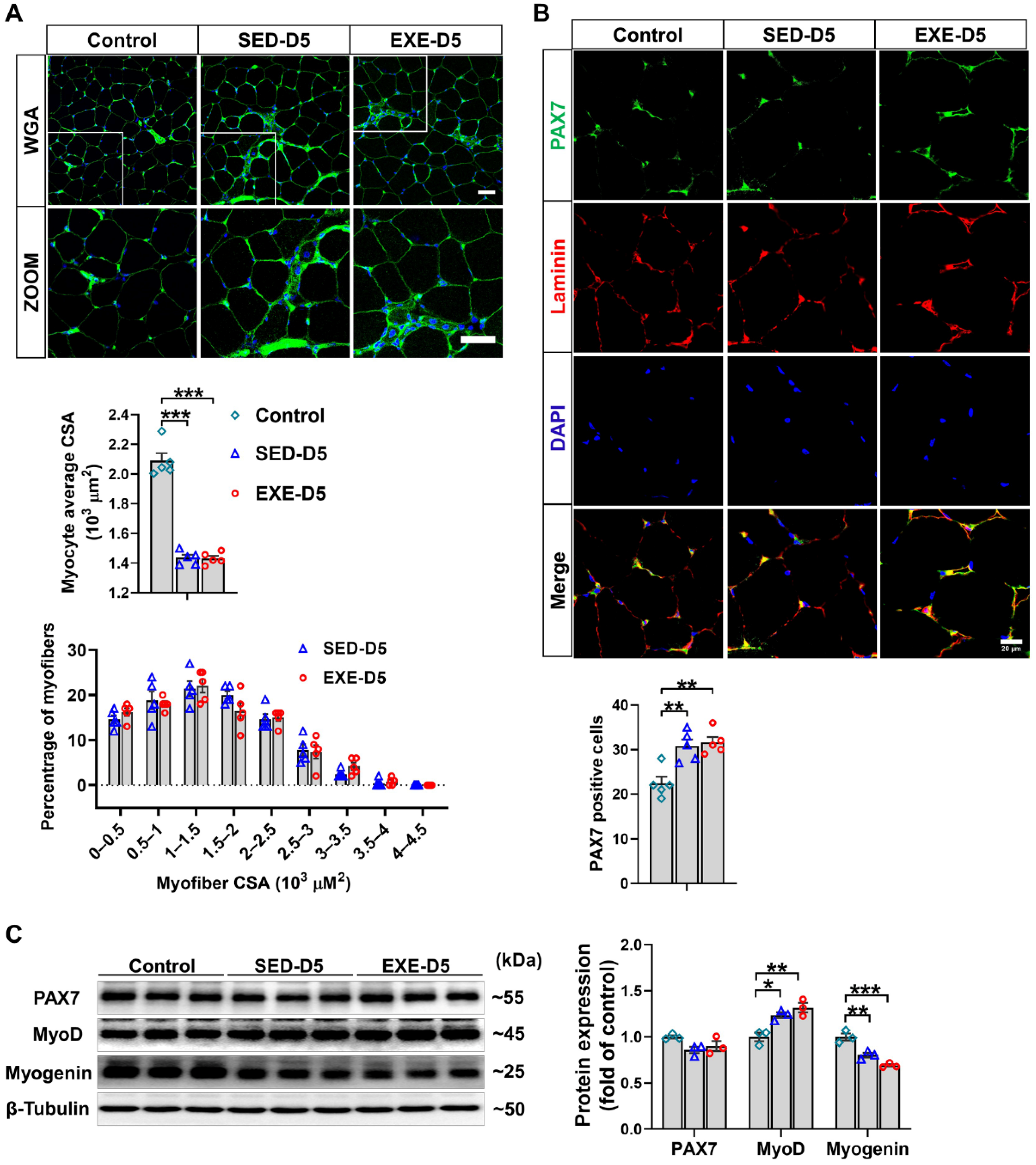 Antioxidants 13 01069 g005