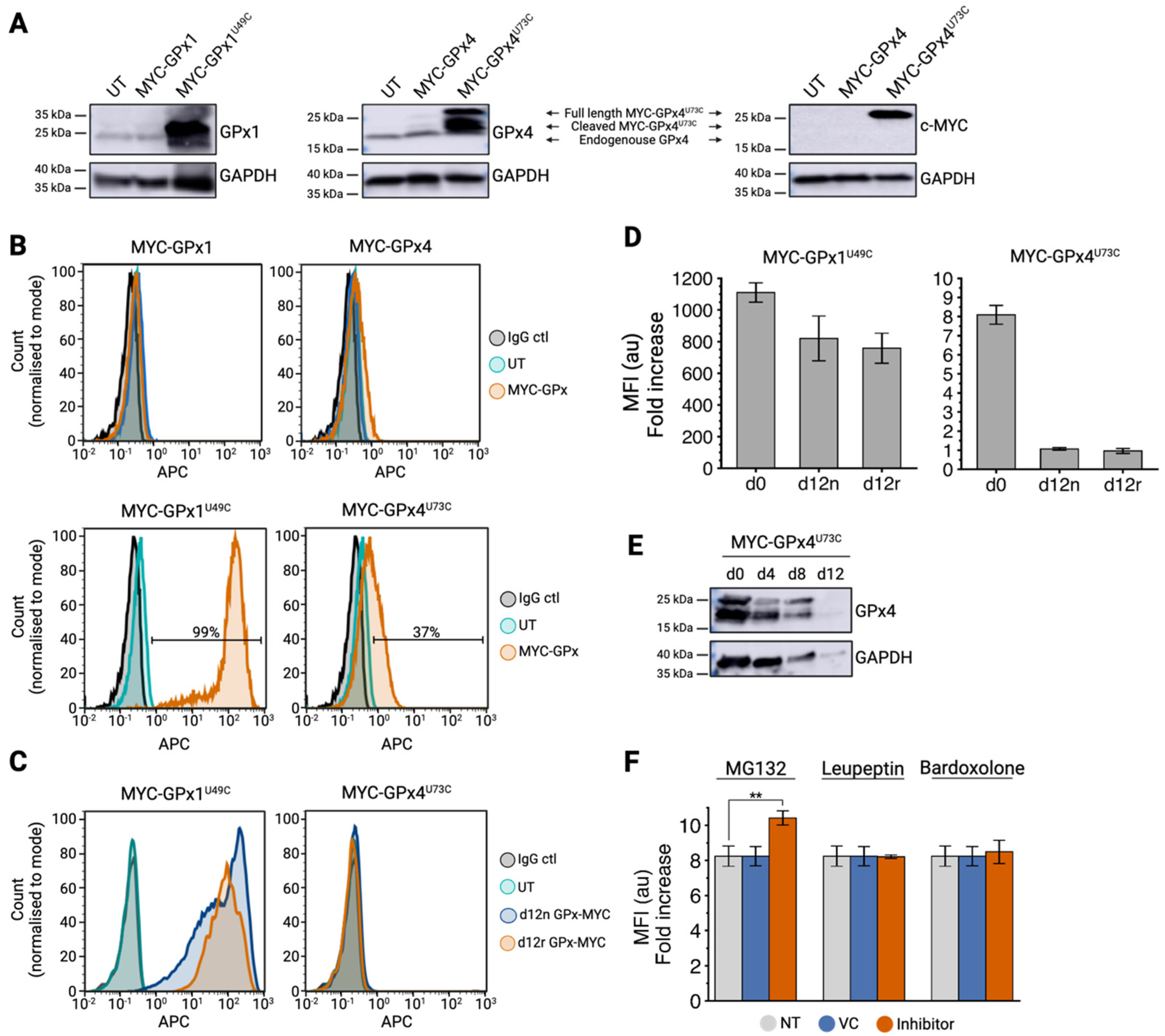 Antioxidants 13 01070 g002