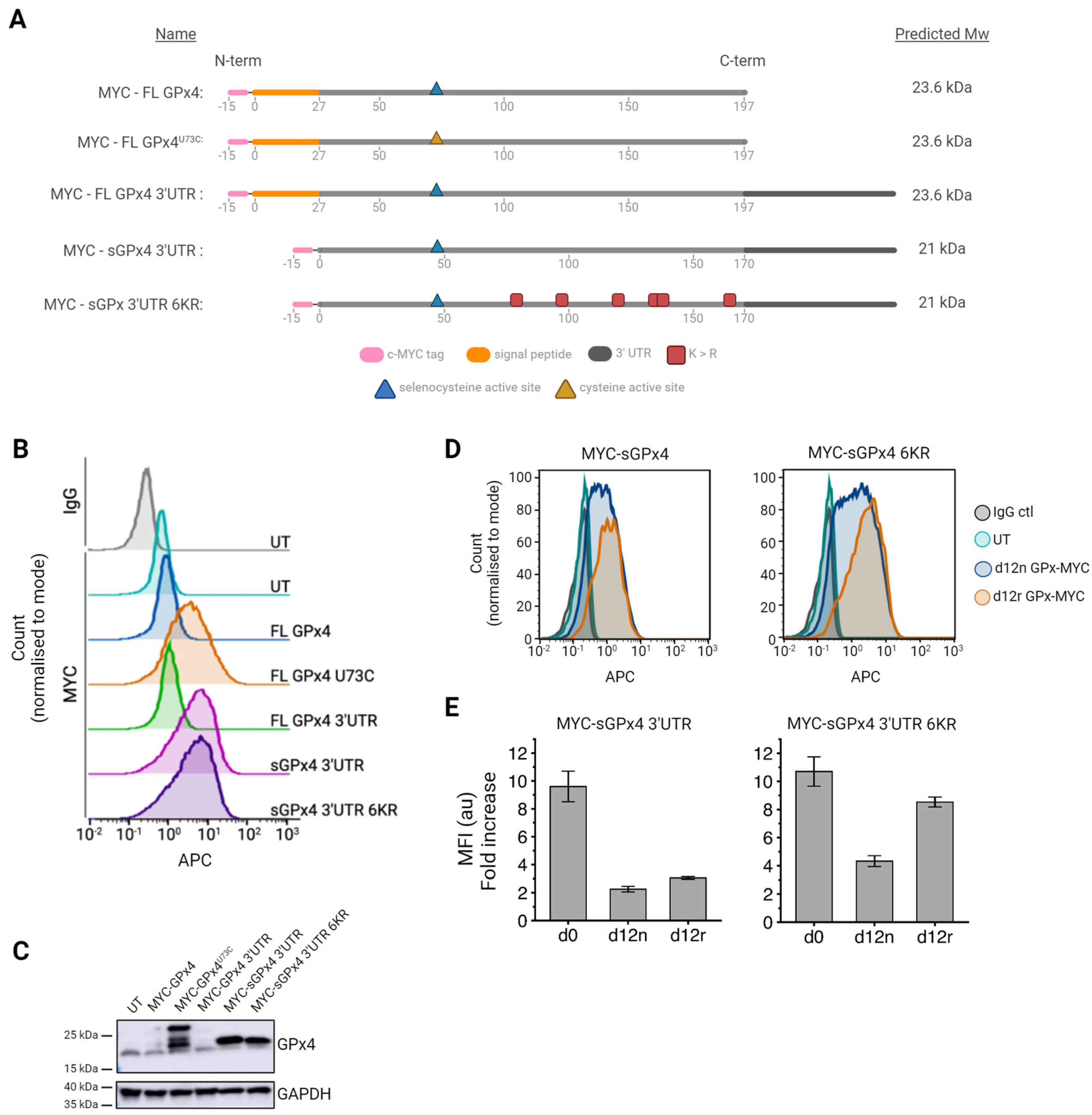 Antioxidants 13 01070 g003