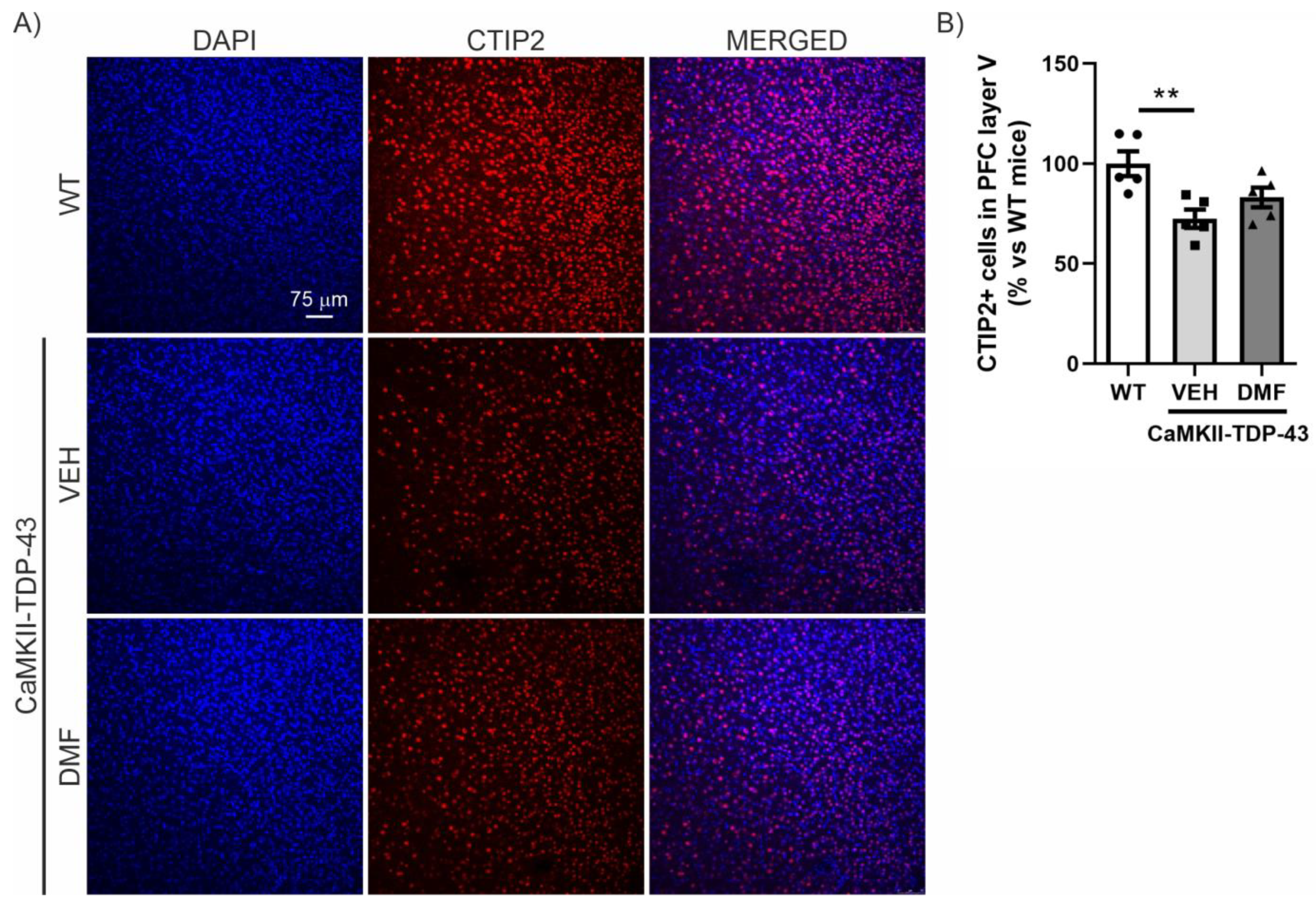 Antioxidants 13 01072 g004