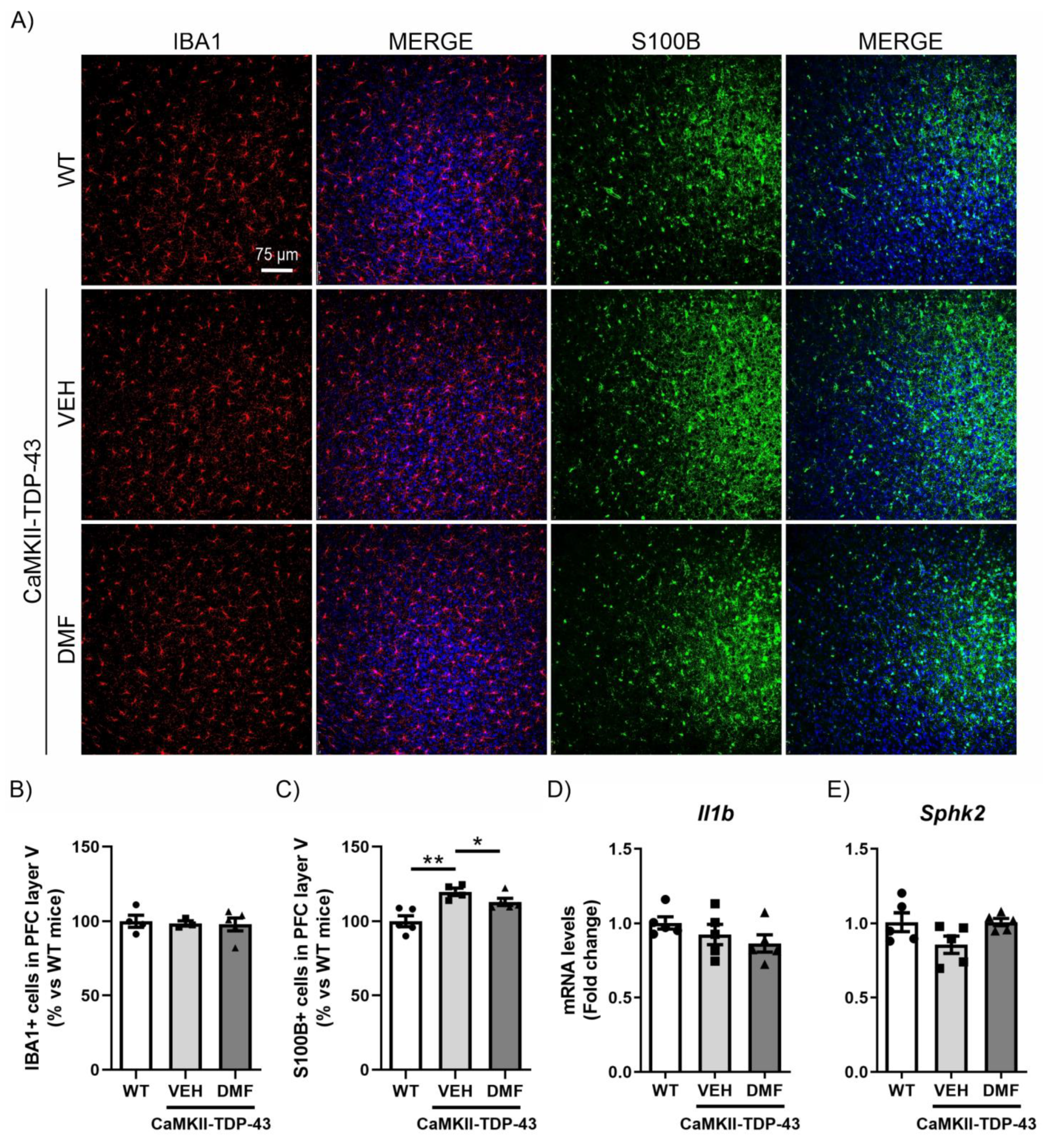 Antioxidants 13 01072 g005