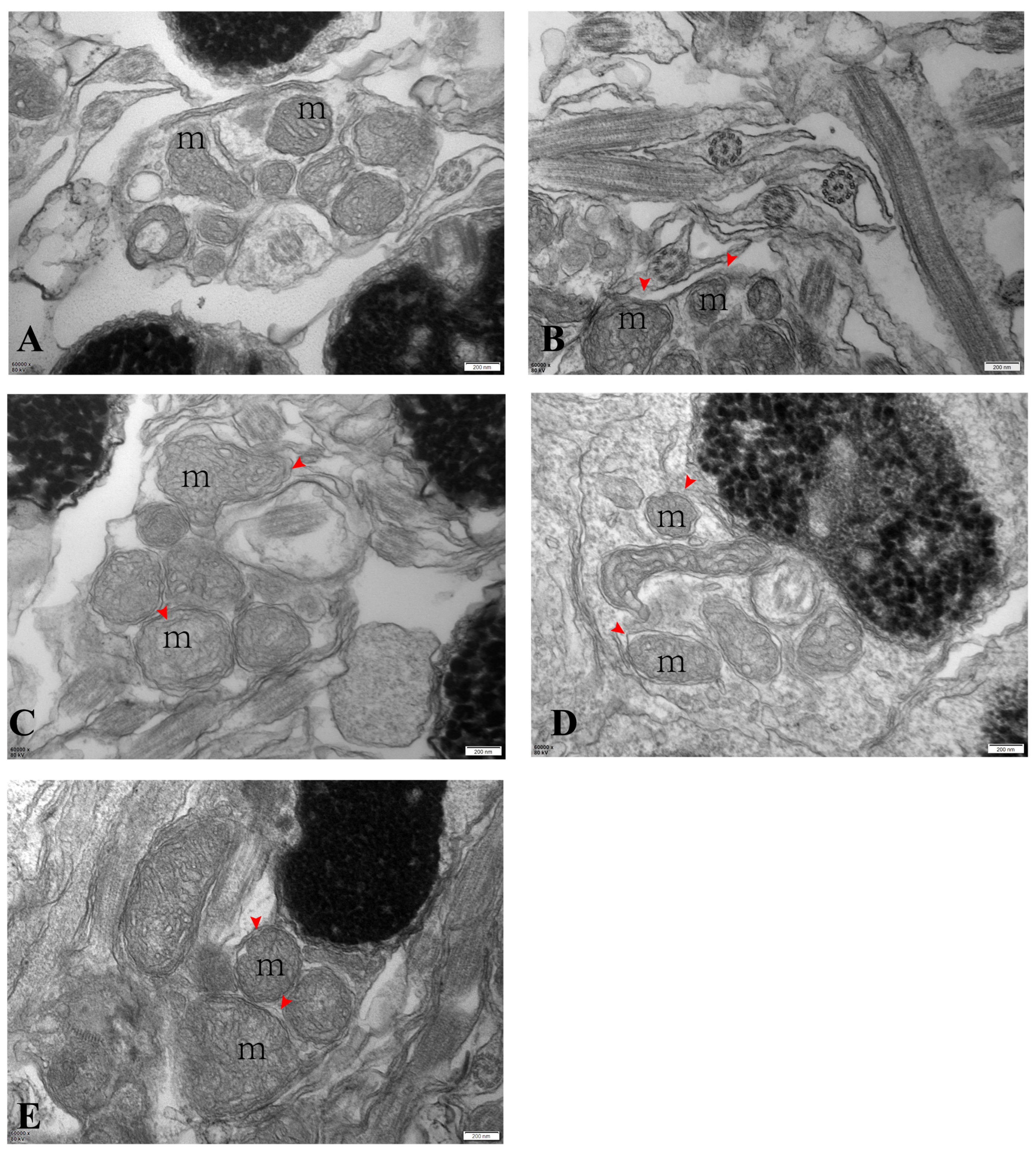Antioxidants 13 01077 g004