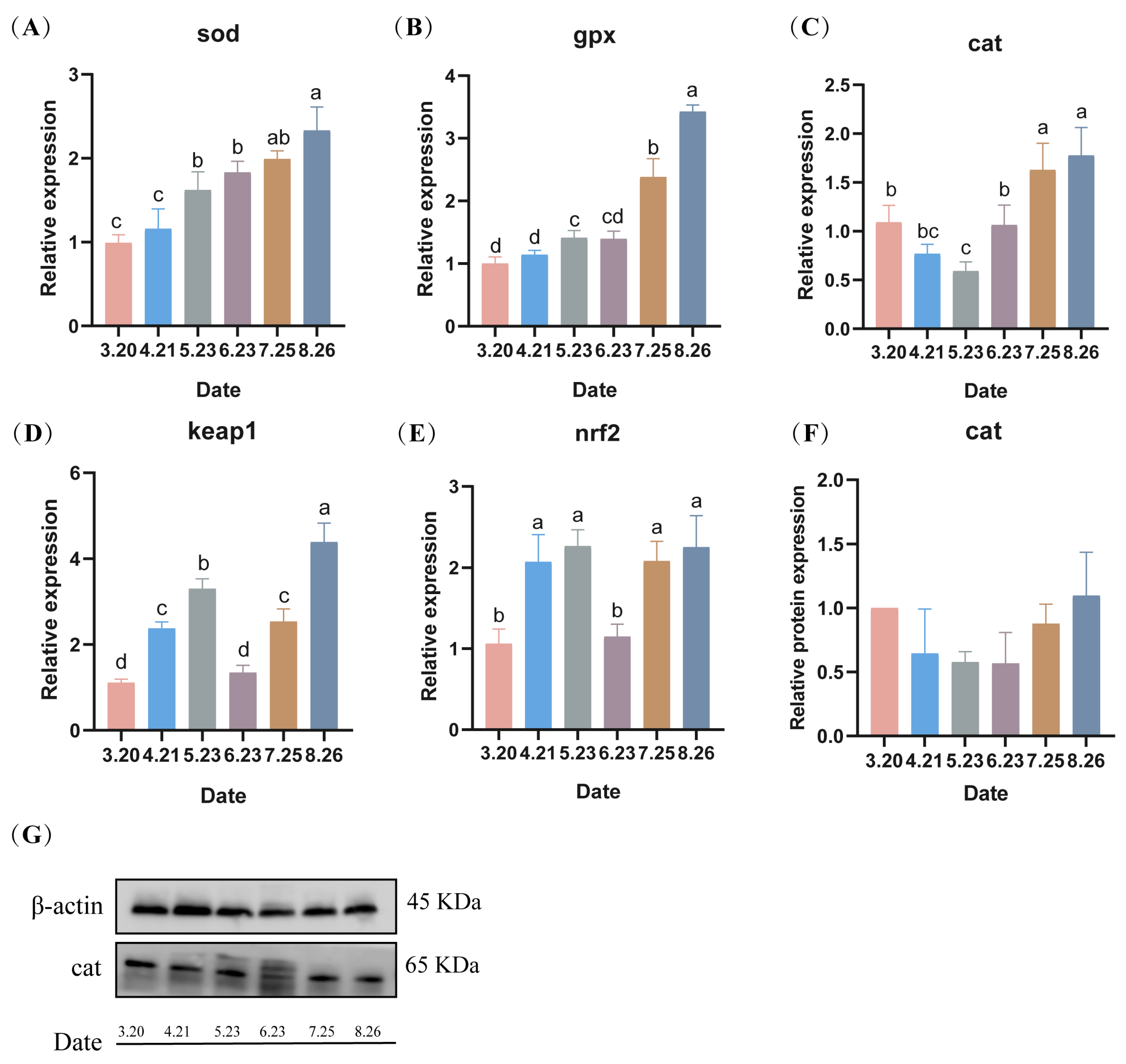 Antioxidants 13 01077 g007