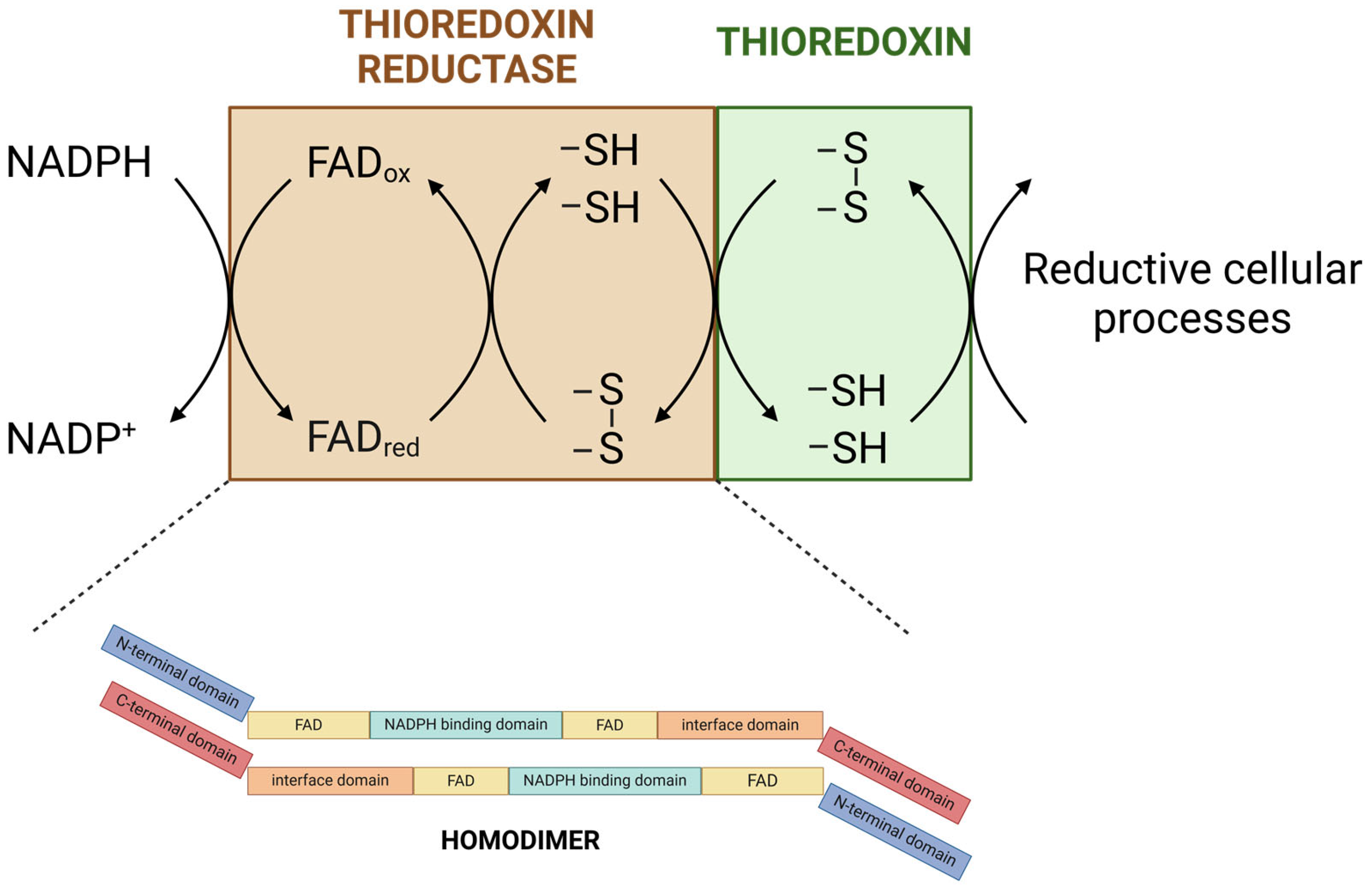 Antioxidants 13 01078 g002