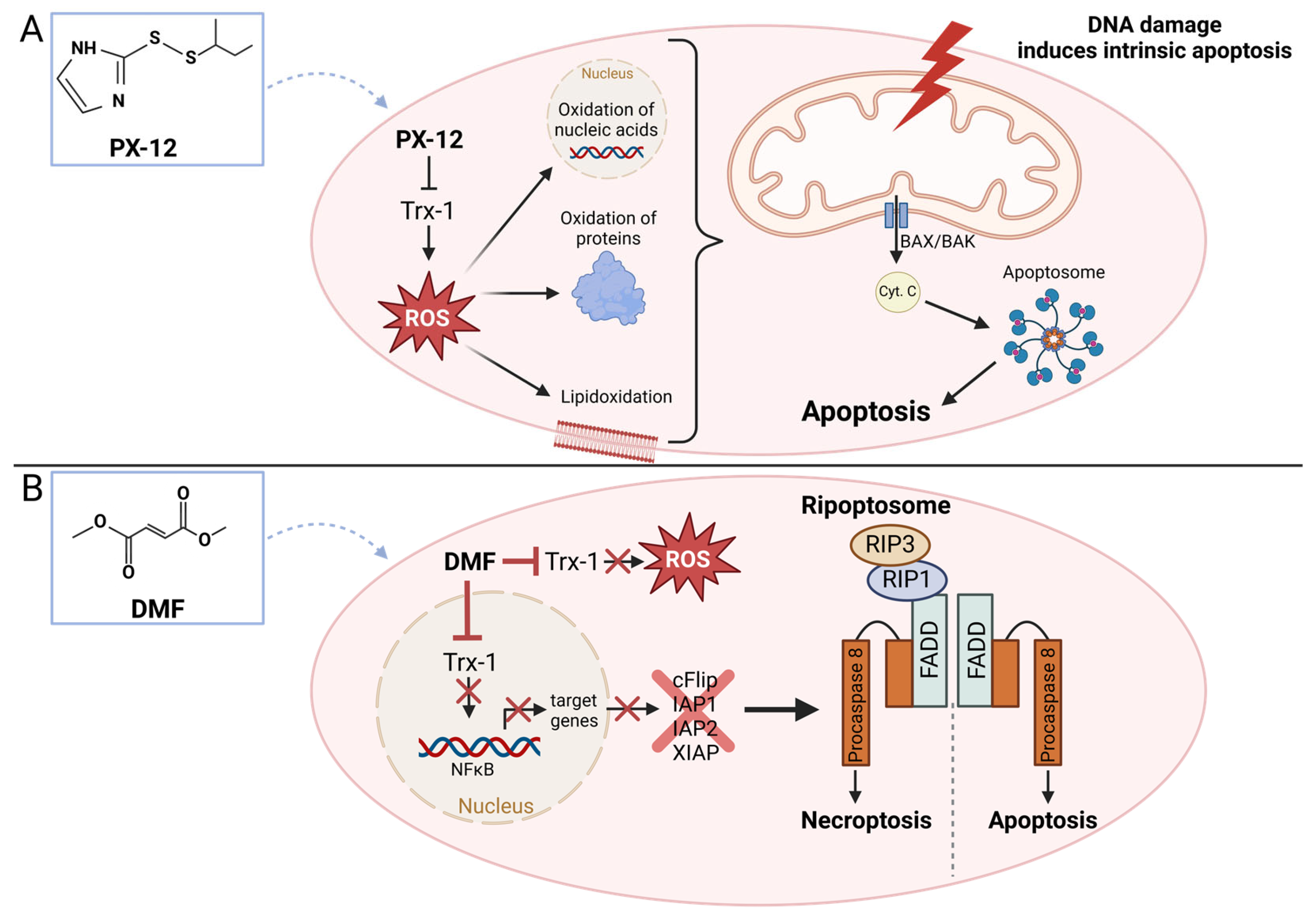 Antioxidants 13 01078 g005