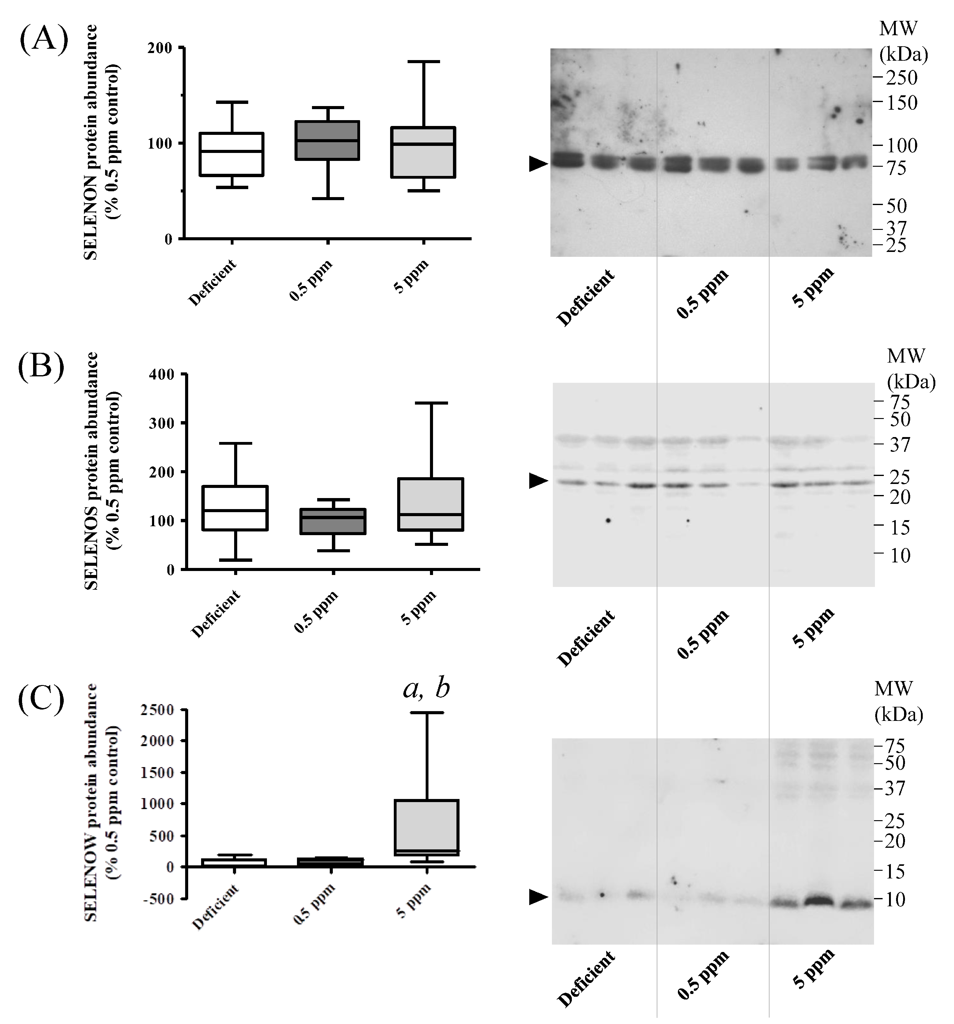Antioxidants 13 01080 g006