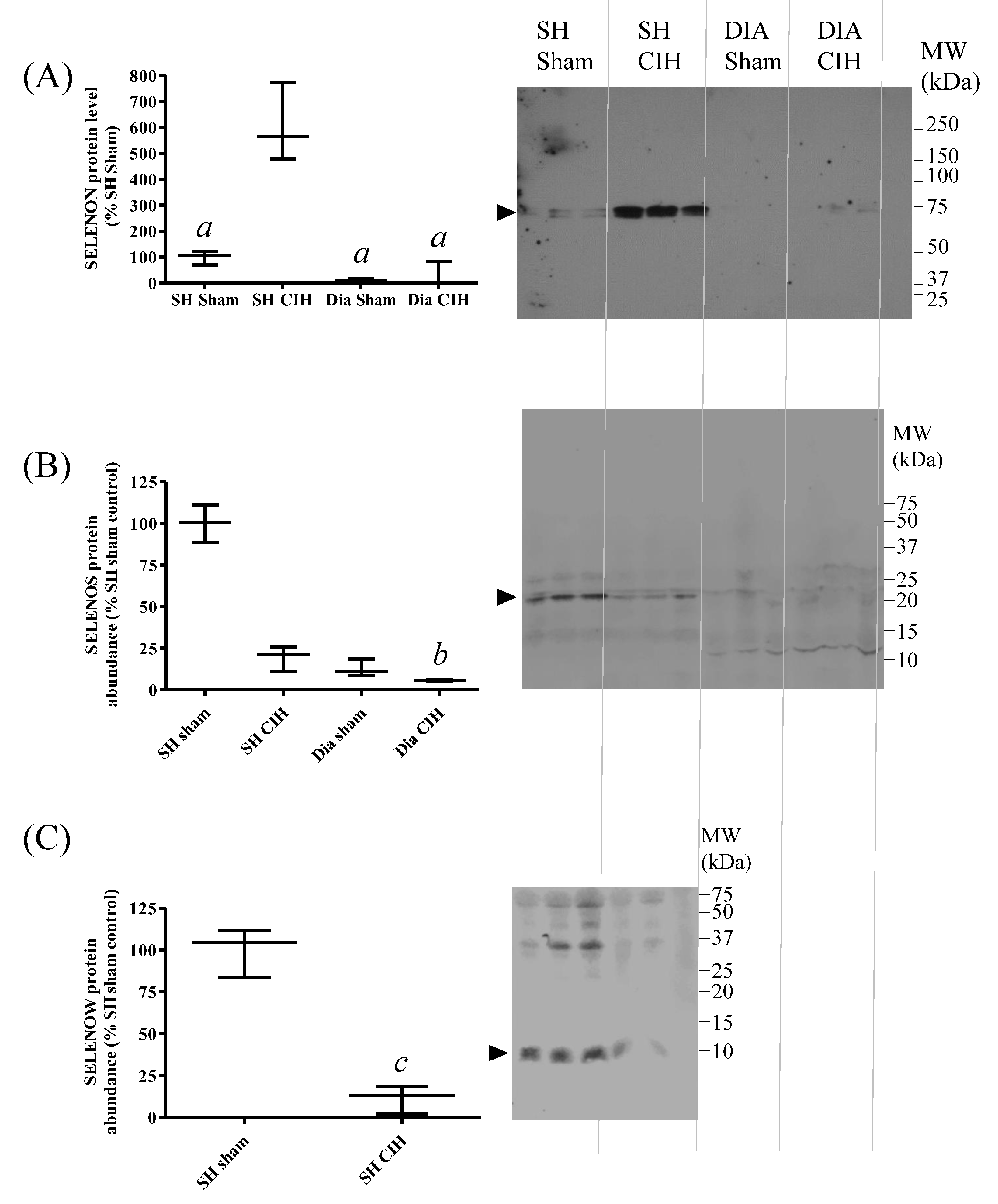 Antioxidants 13 01080 g007