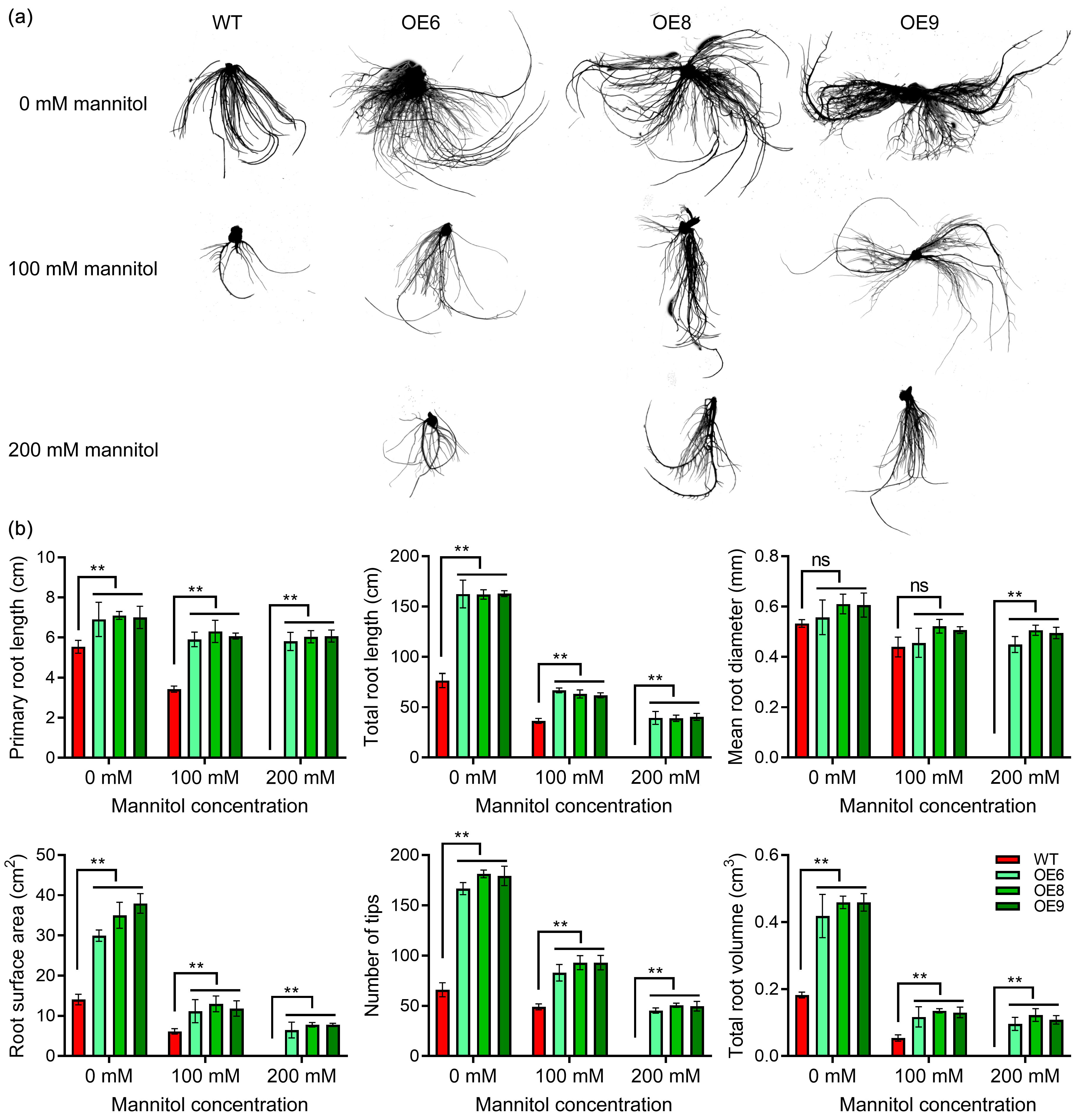 Antioxidants 13 01088 g006