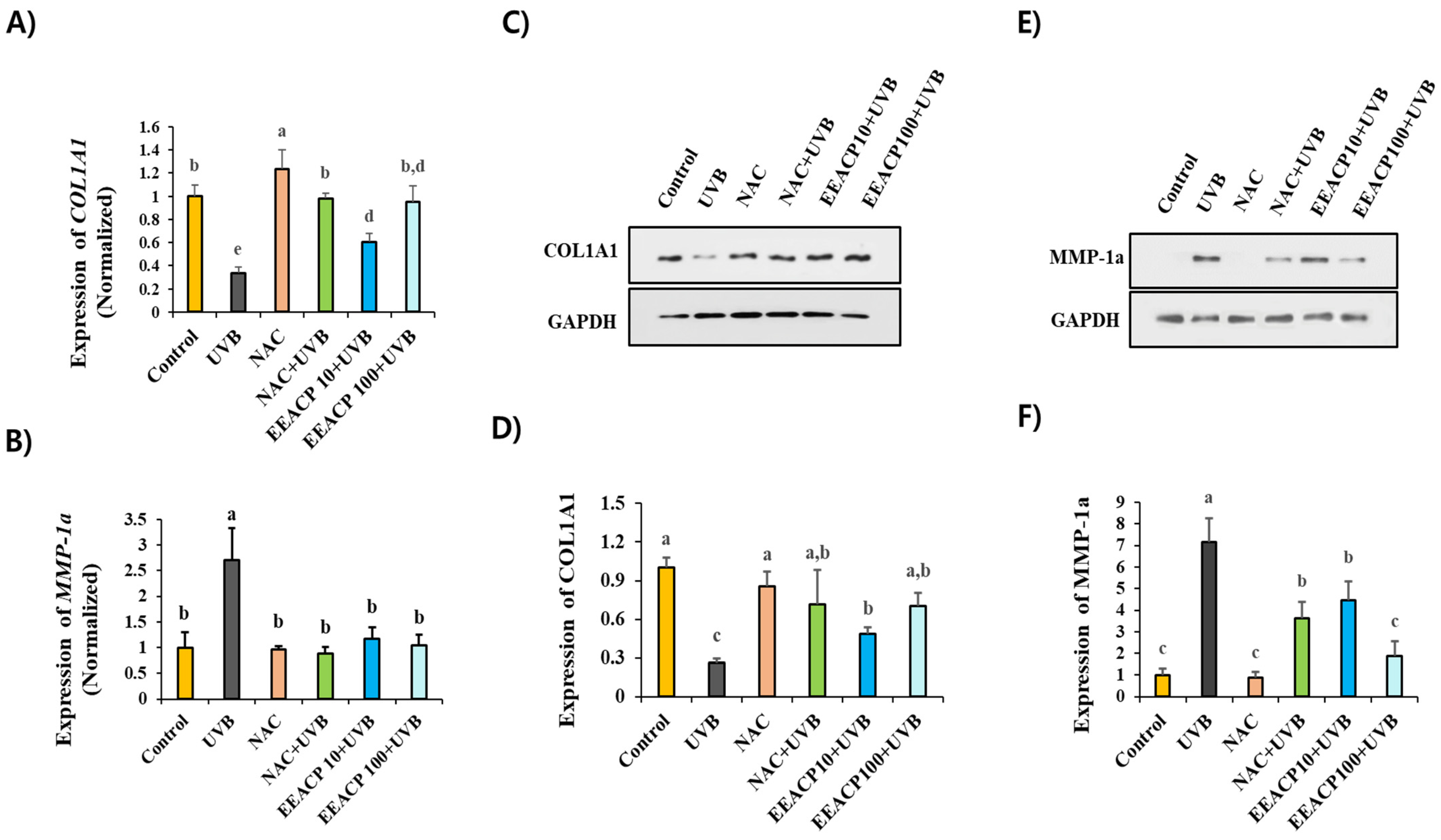 Antioxidants 13 01091 g007