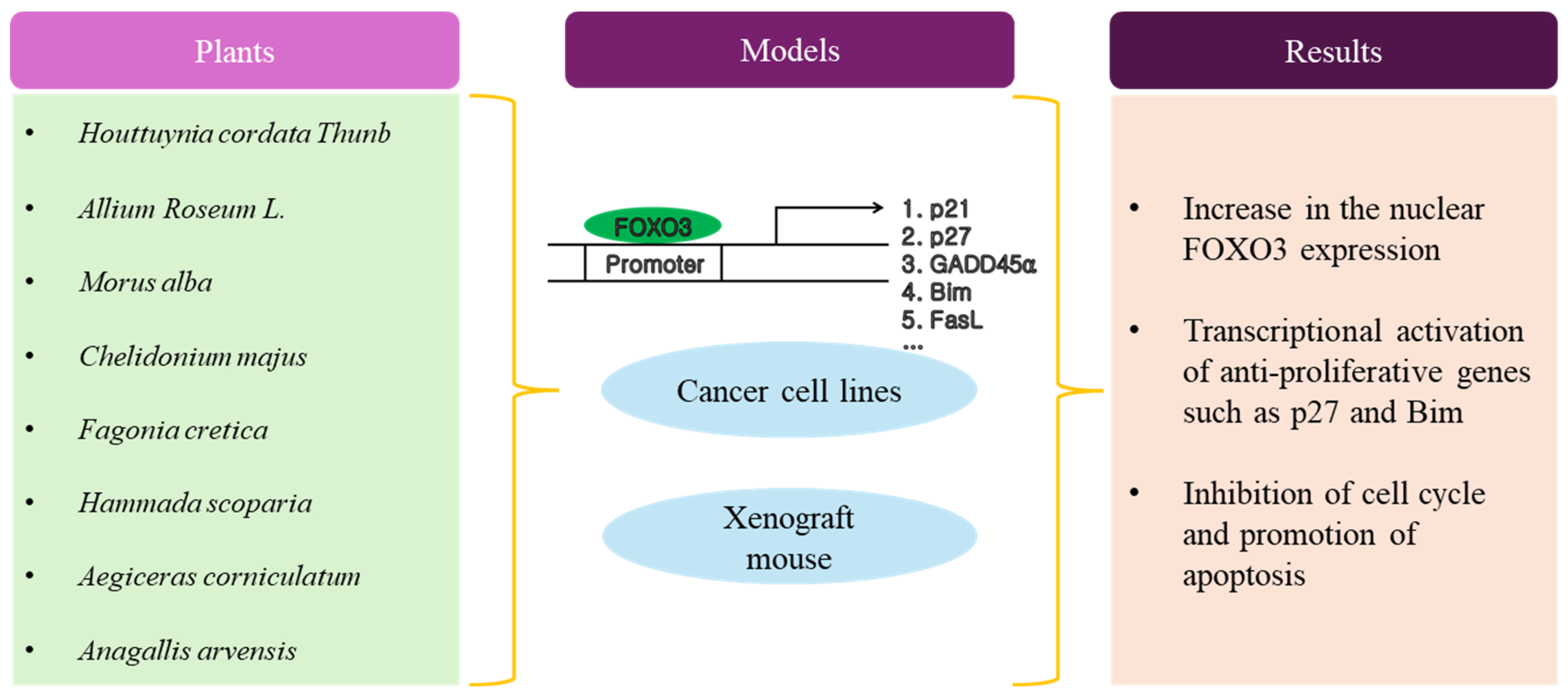 Antioxidants 13 01099 g003