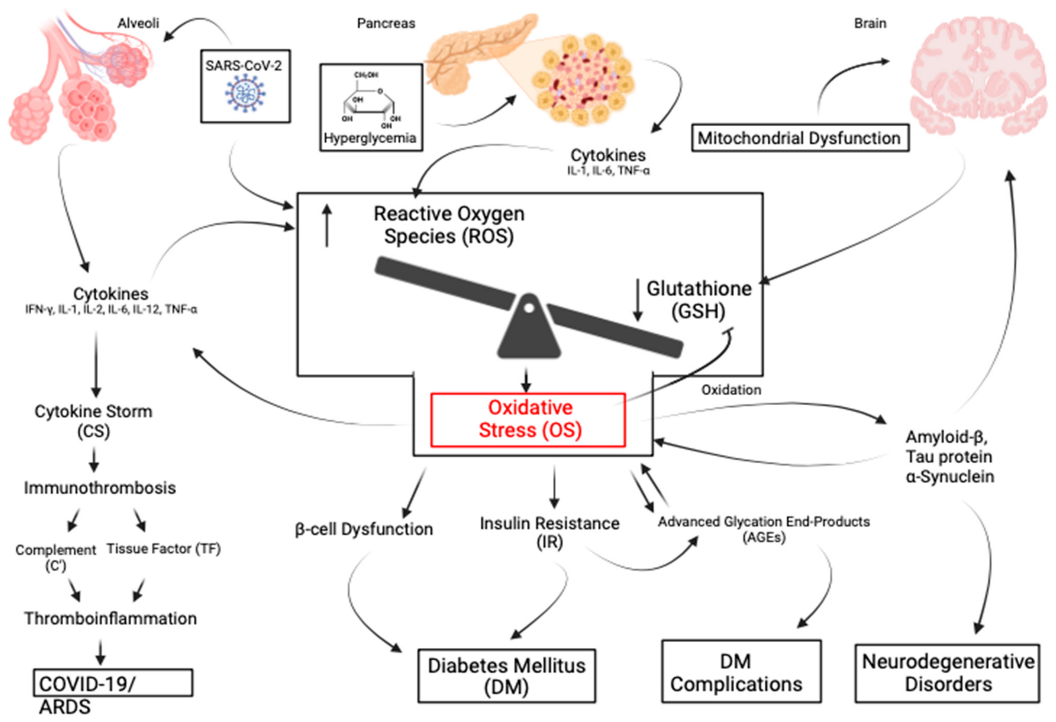 Antioxidants 13 01106 g003