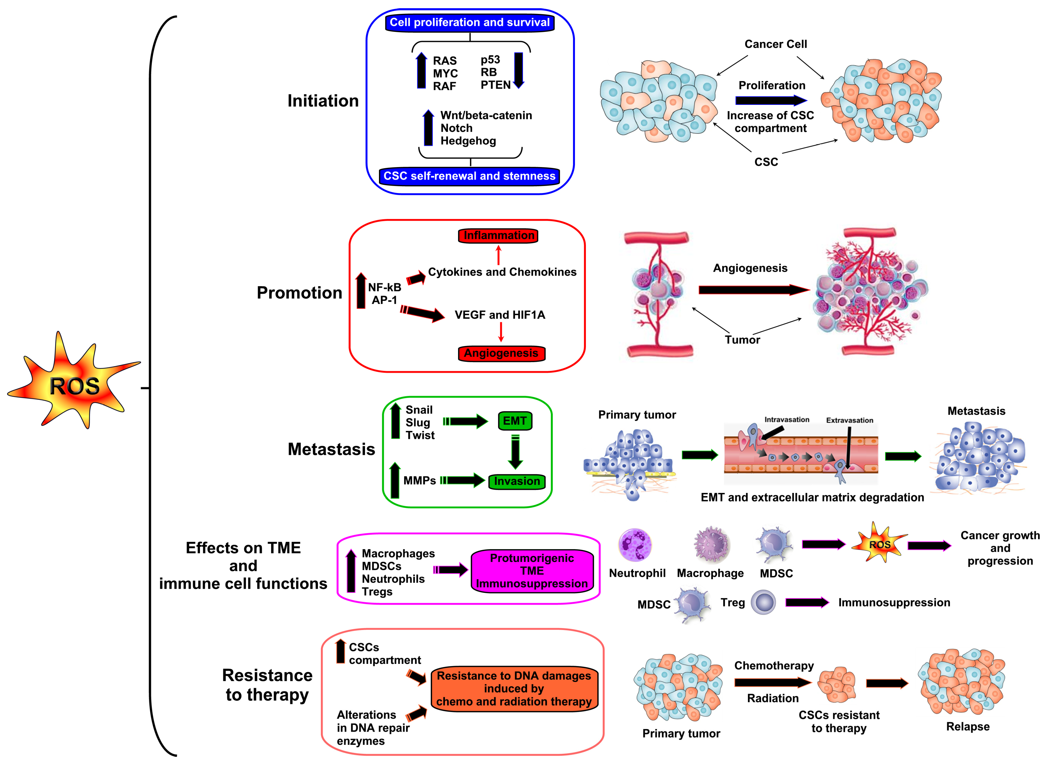 Antioxidants 13 01109 g001
