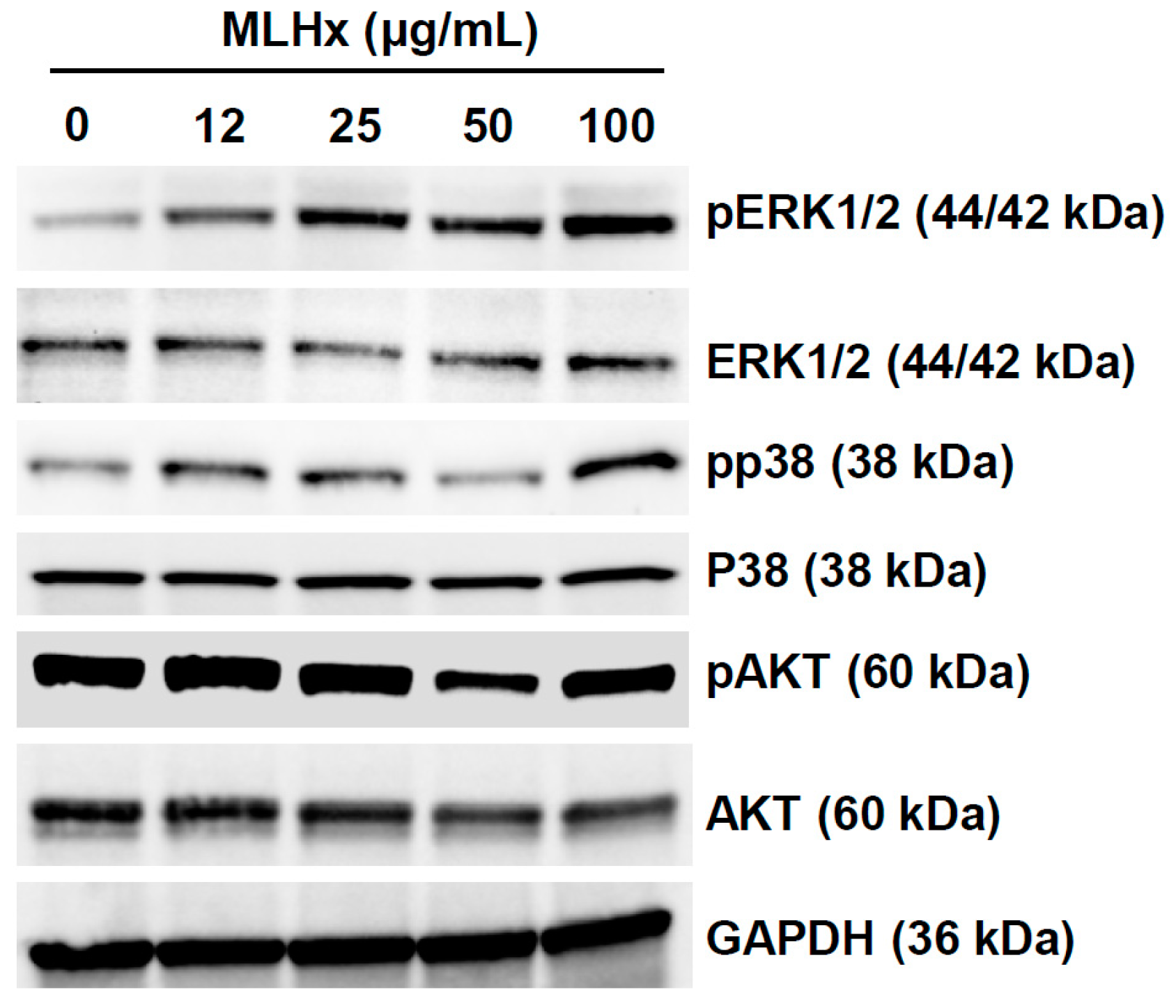 Antioxidants 13 01119 g002