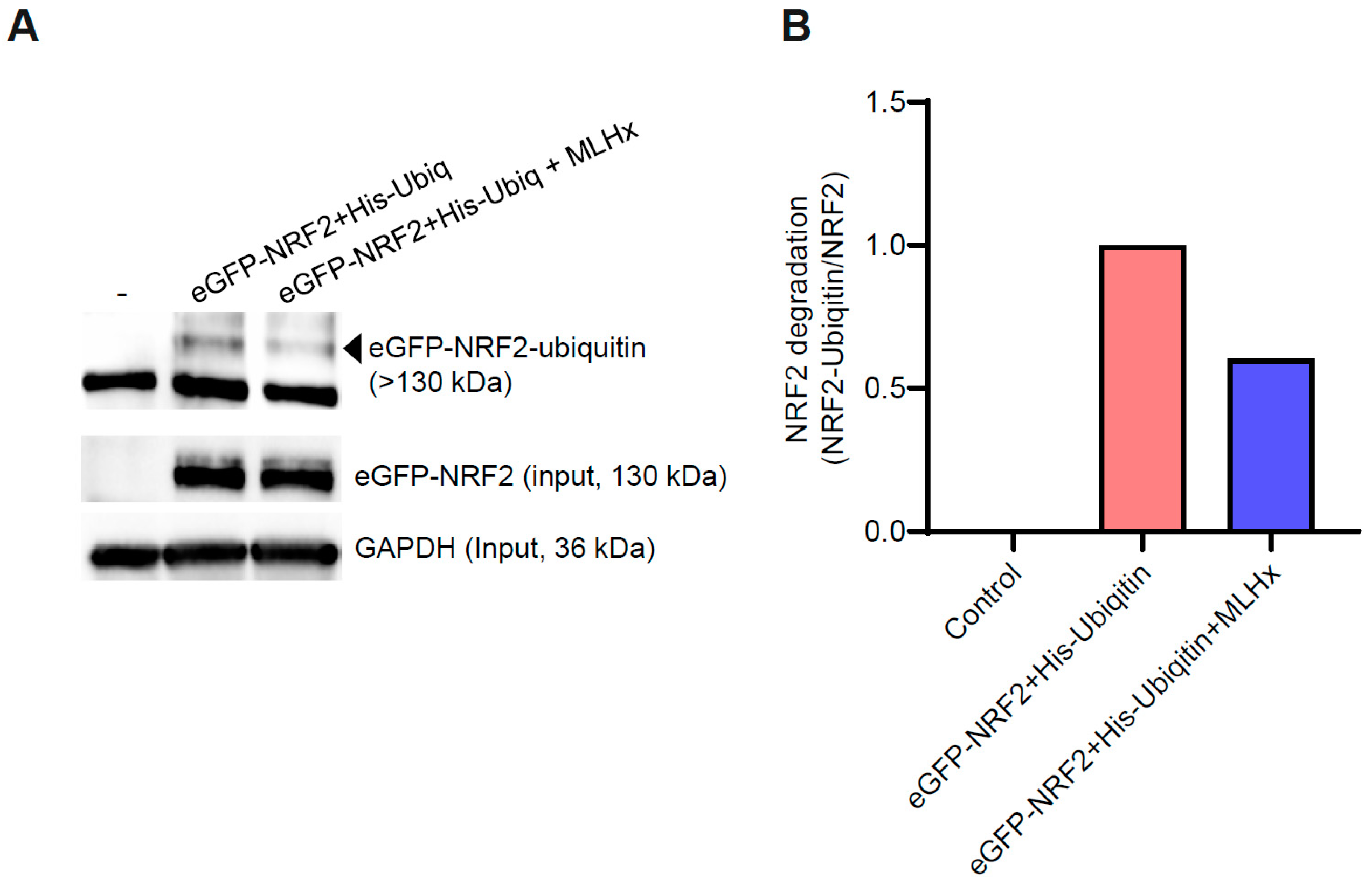 Antioxidants 13 01119 g003