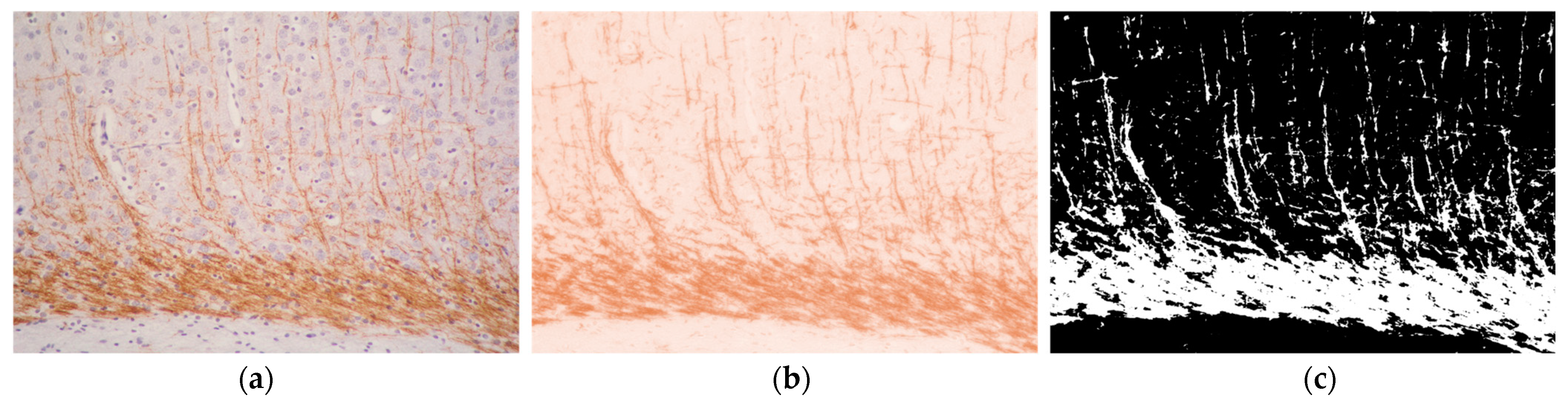 Antioxidants 13 01122 g001