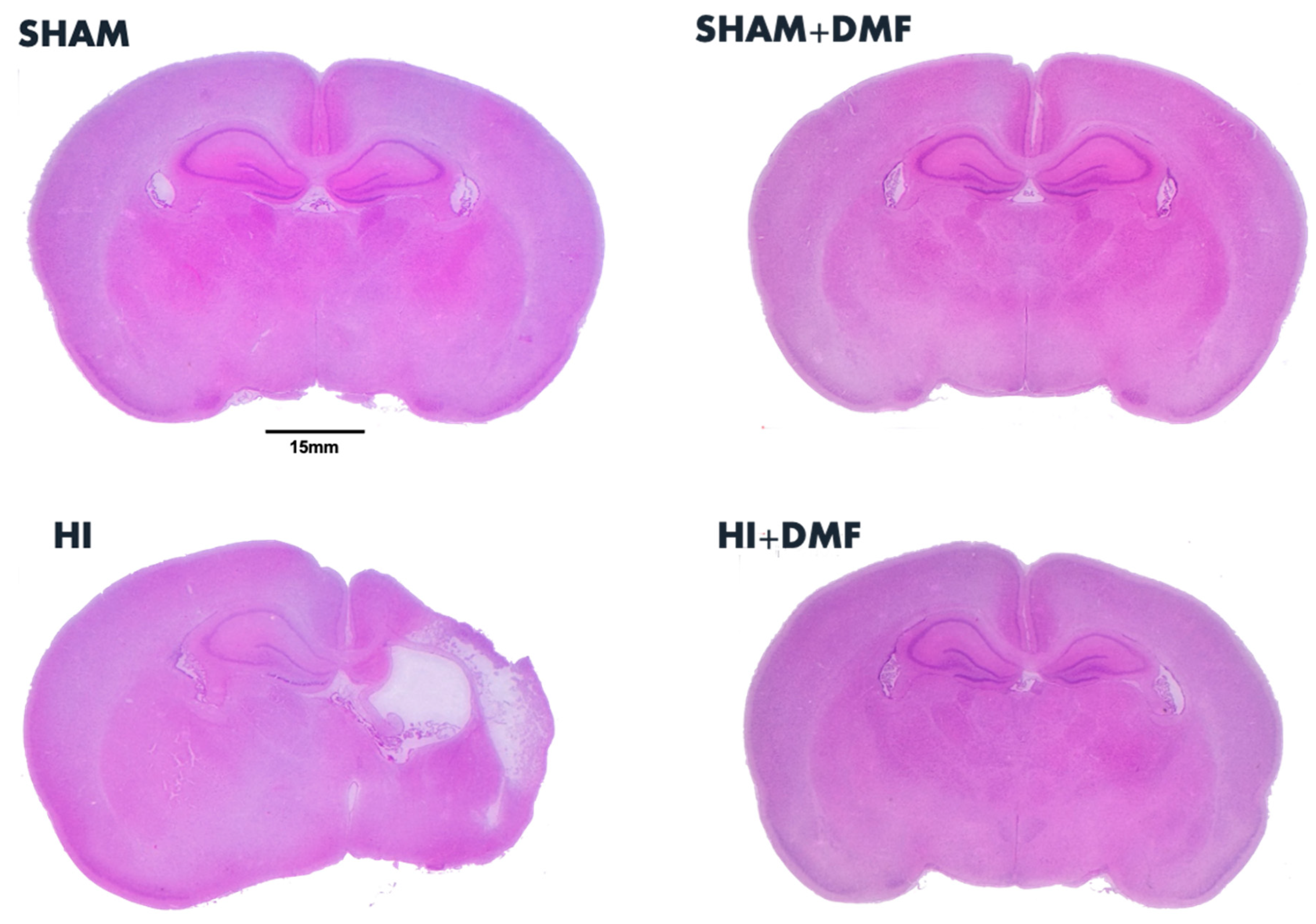 Antioxidants 13 01122 g002