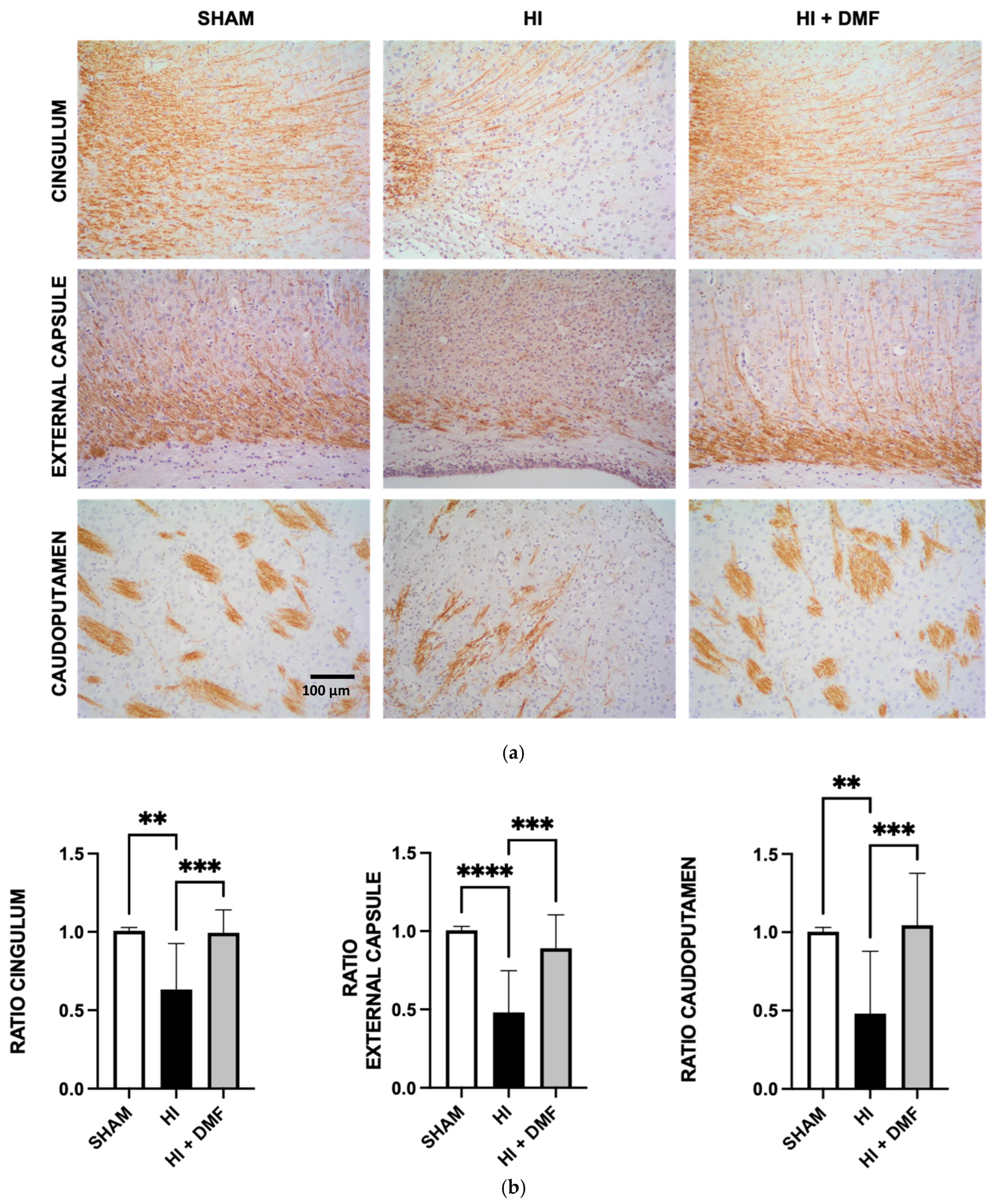 Antioxidants 13 01122 g005