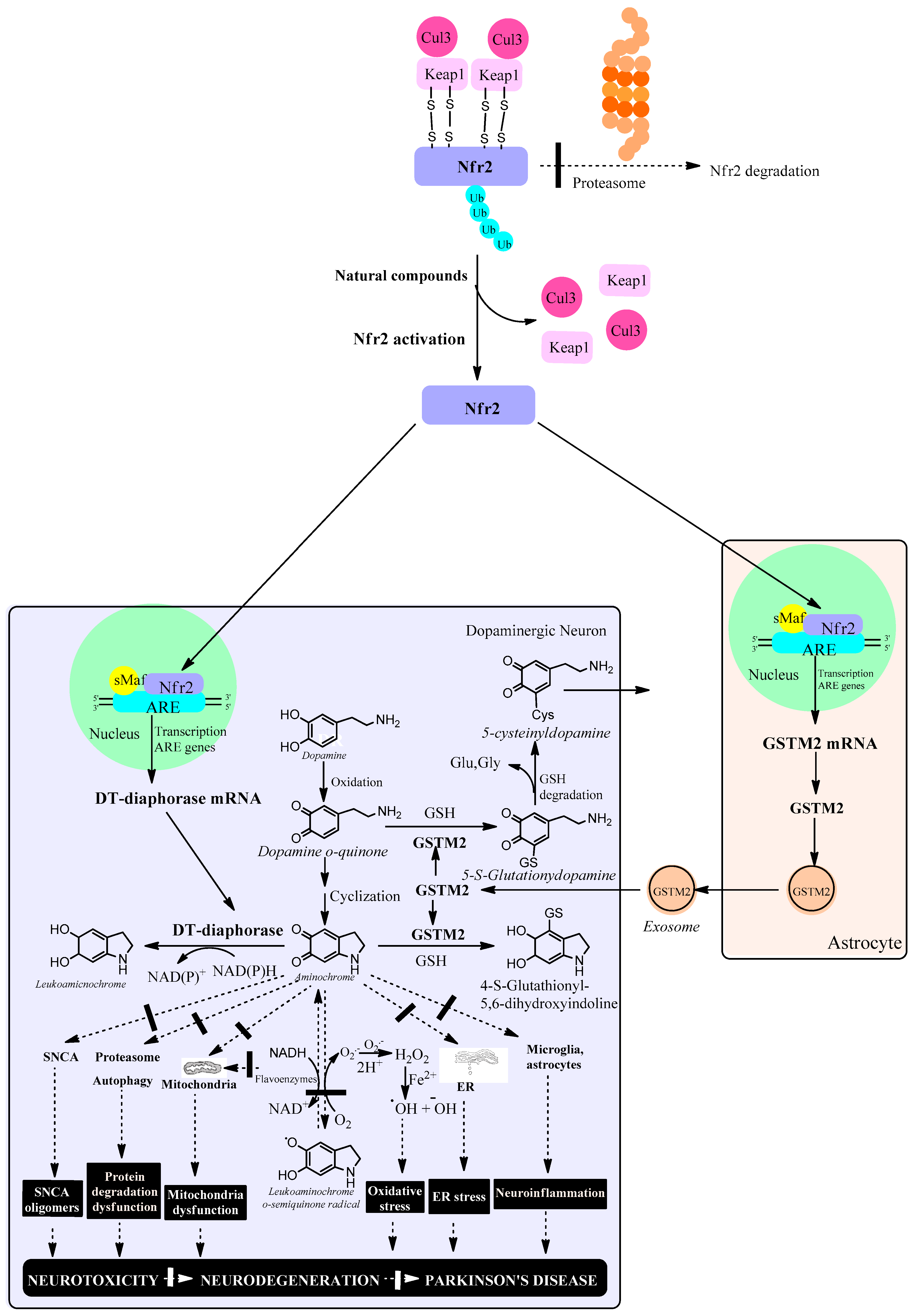 Antioxidants 13 01125 g002