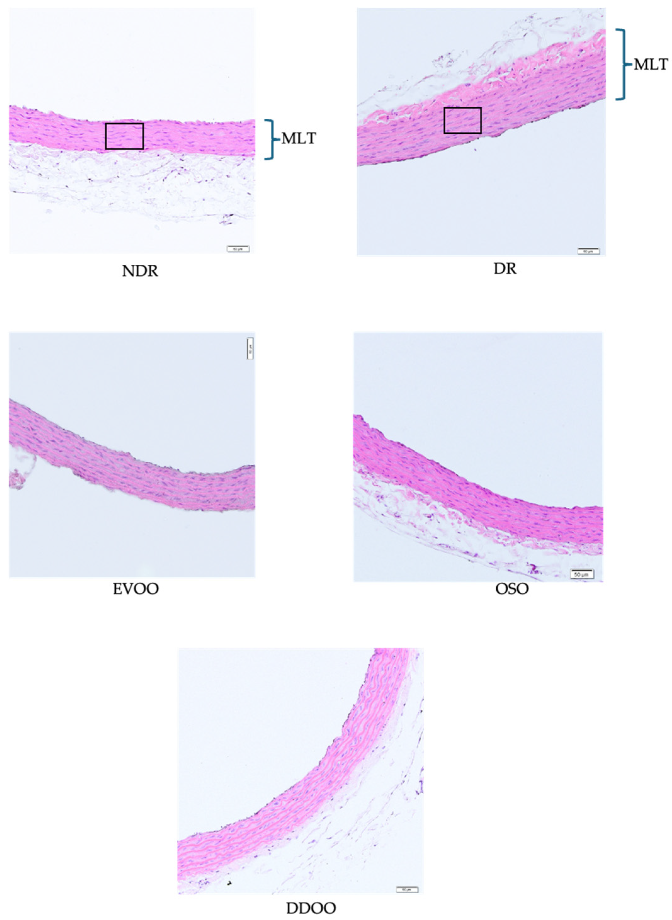 Antioxidants 13 01127 g003