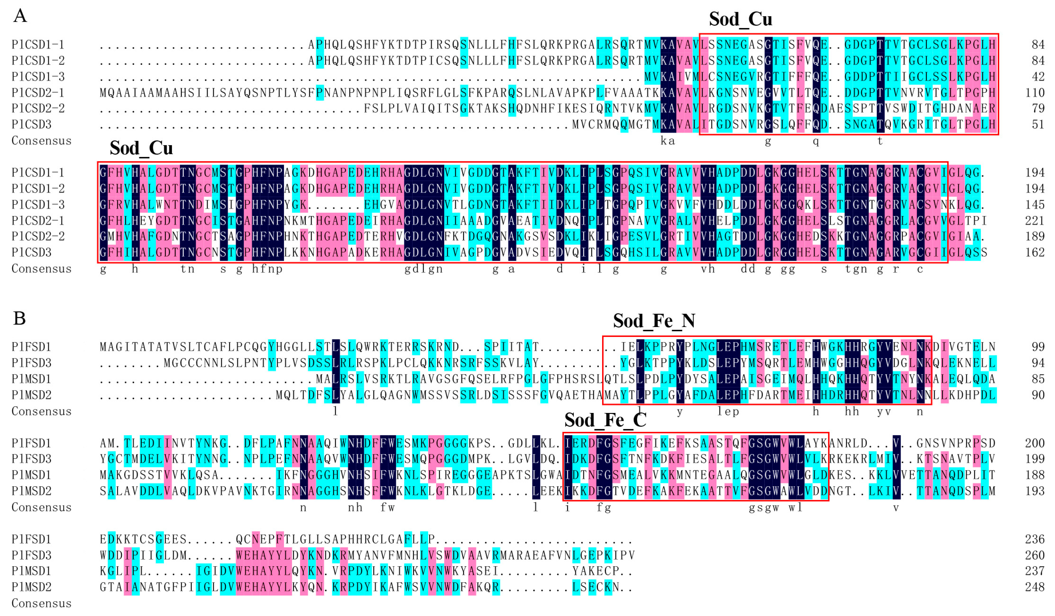 Antioxidants 13 01128 g002