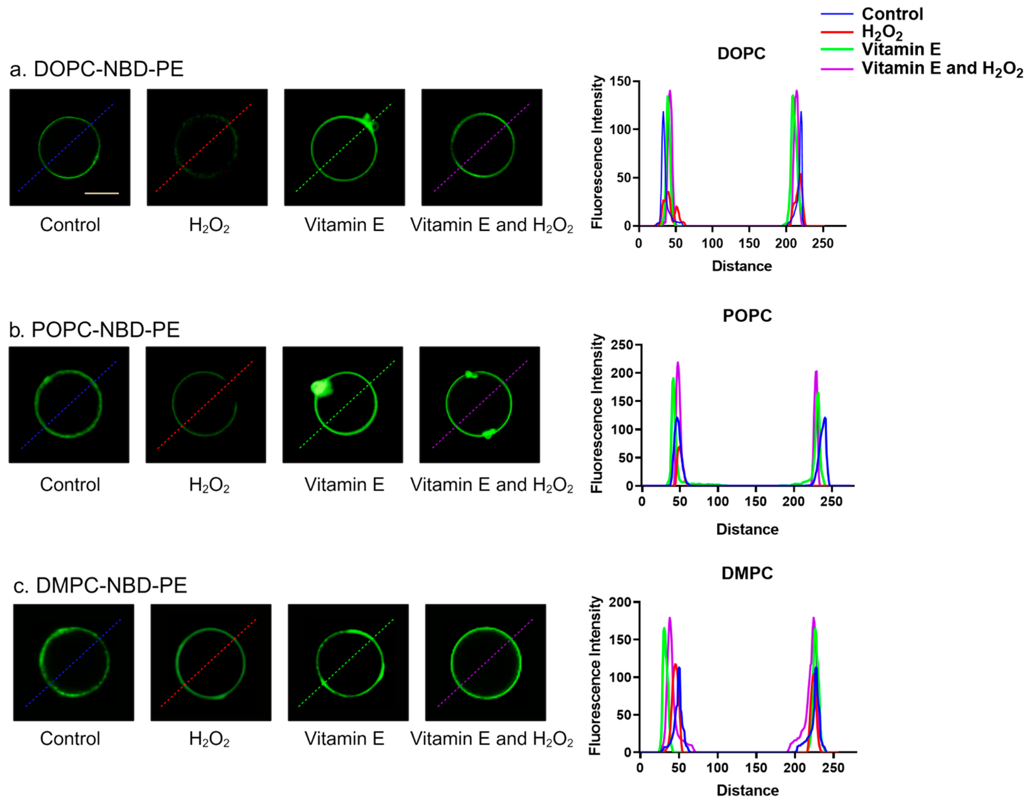 Antioxidants 13 01135 g005