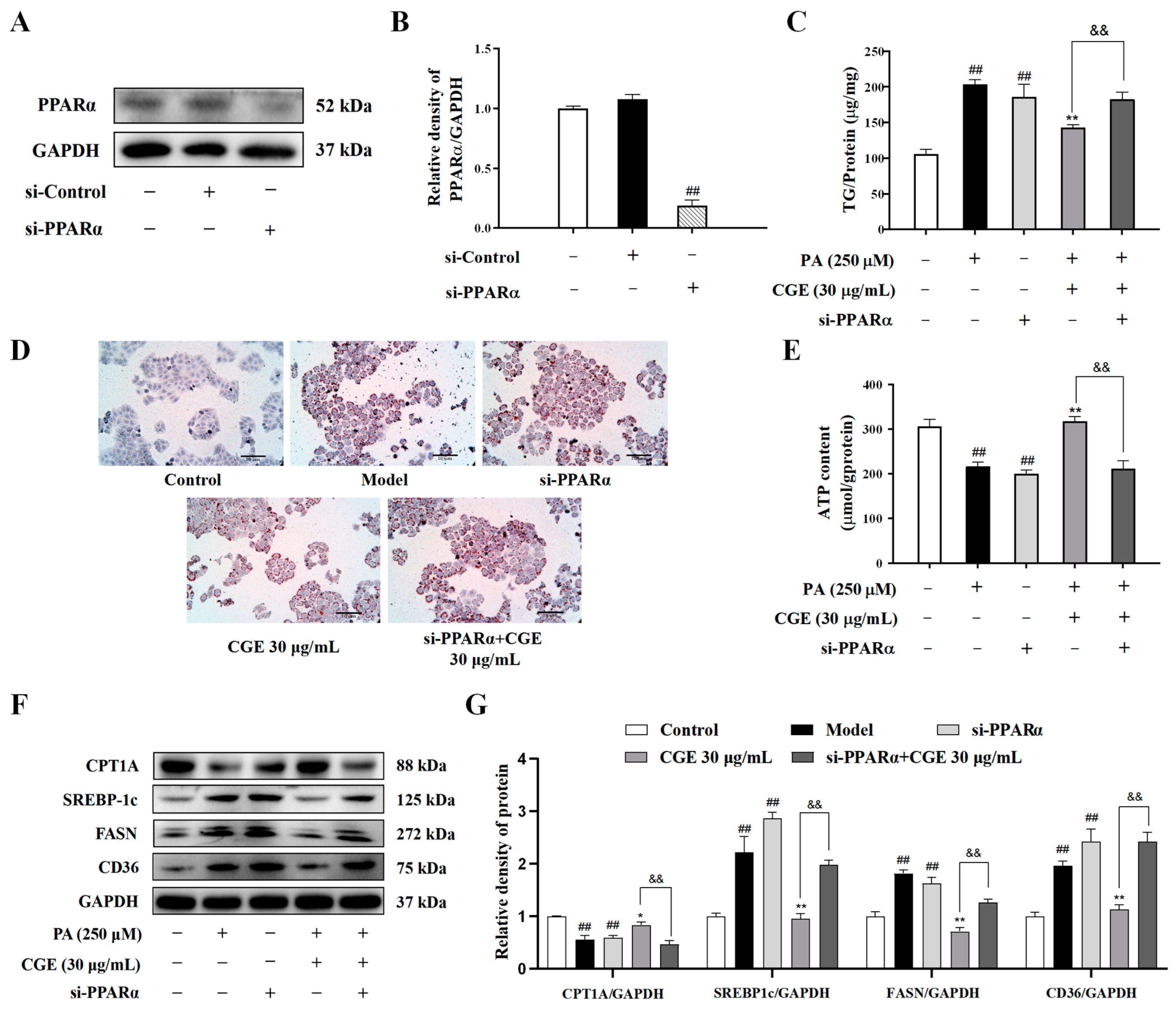 Antioxidants 13 01136 g005