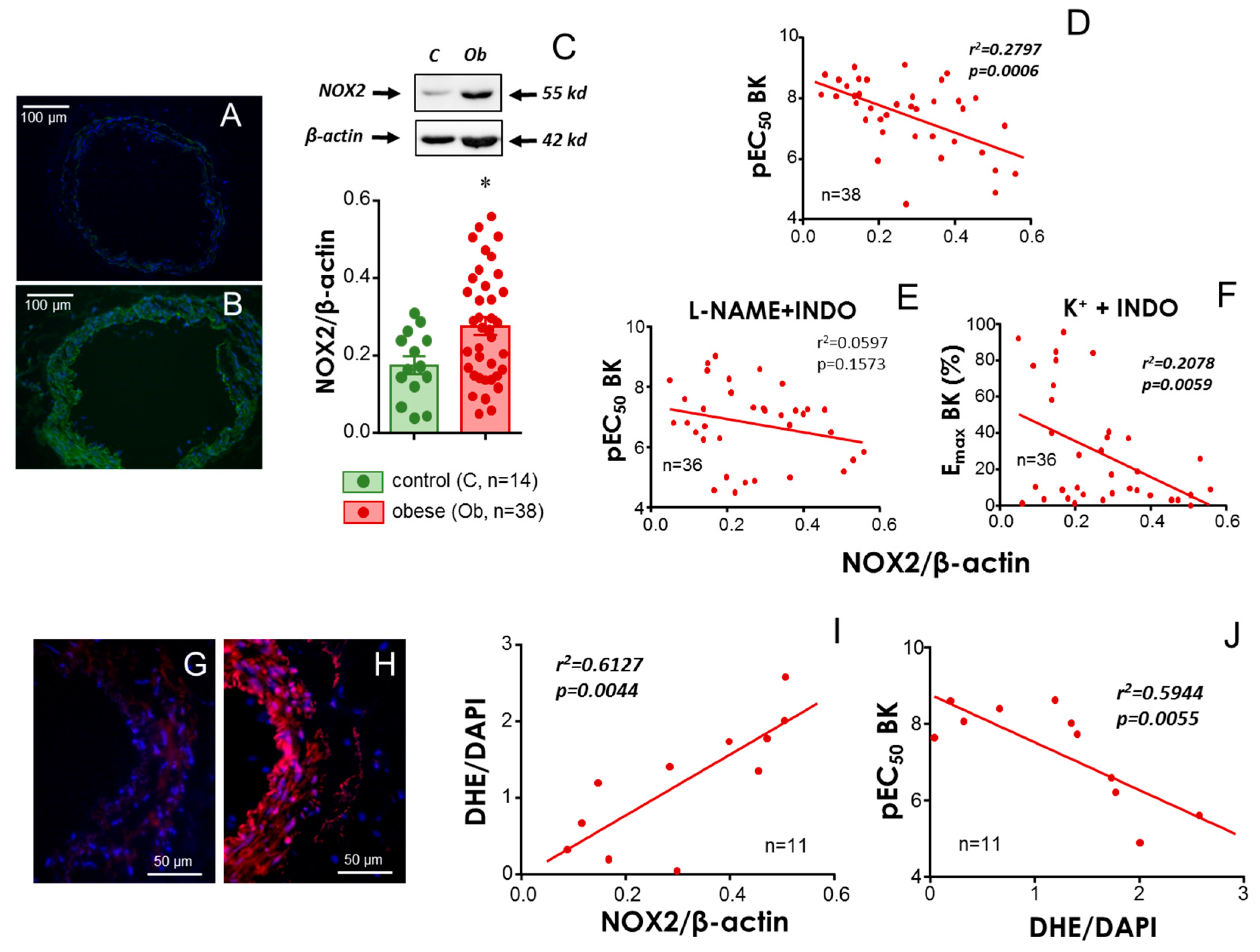 Antioxidants 13 01139 g004